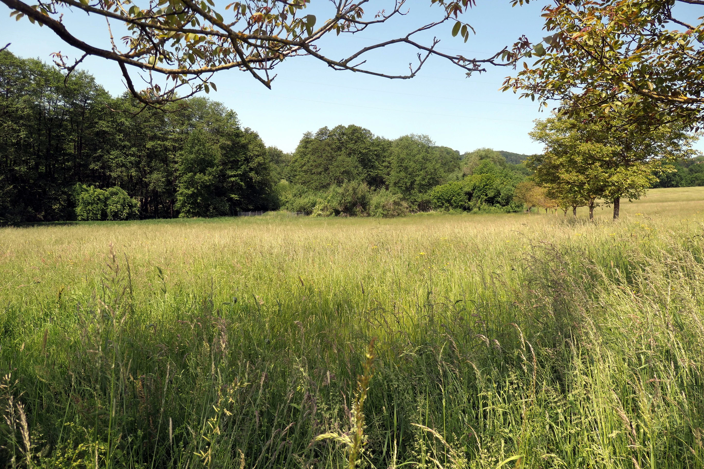A wide, sunlit meadow filled with tall grasses, framed by tree branches in the foreground and a dense forest line in the background.