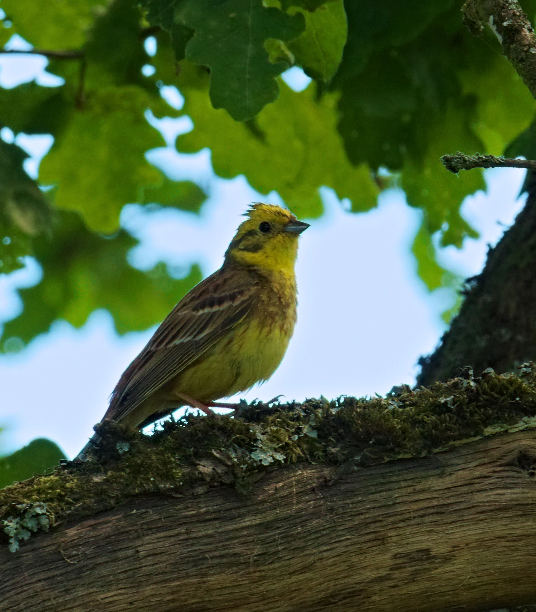 A yellowhammer bird with bright yellow head and breast feathers perched on a textured, moss-covered tree branch against a background of green leaves.