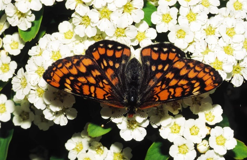 A close-up view of an orange and black patterned butterfly resting on a bed of small white flowers with yellow centers.