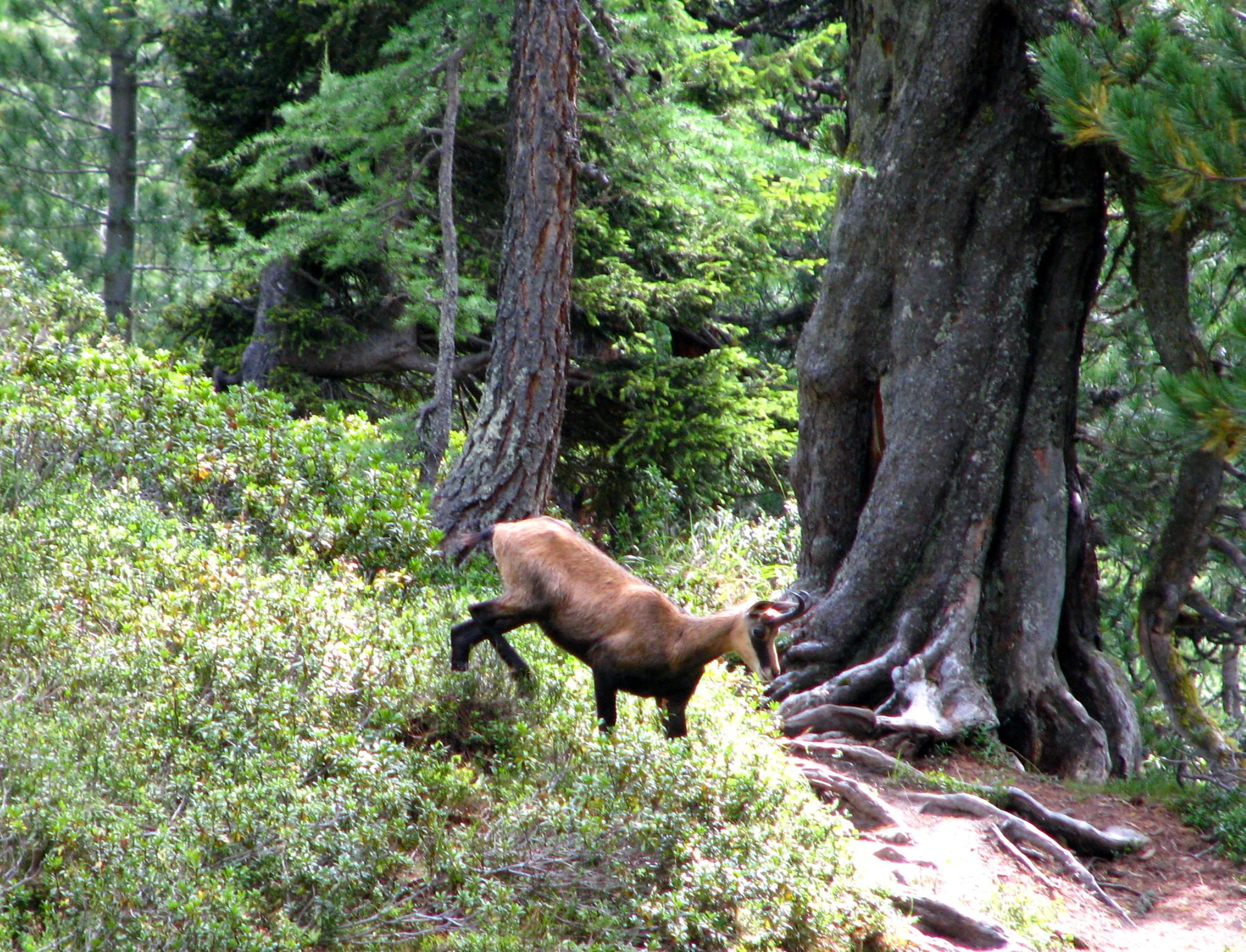 A chamois stands on a forested slope next to a large, gnarled conifer tree in the Aletschwald.
