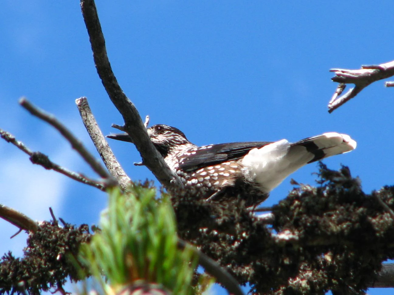 A spotted nutcracker bird with speckled brown and white feathers perched on a mossy pine branch against a clear blue sky.