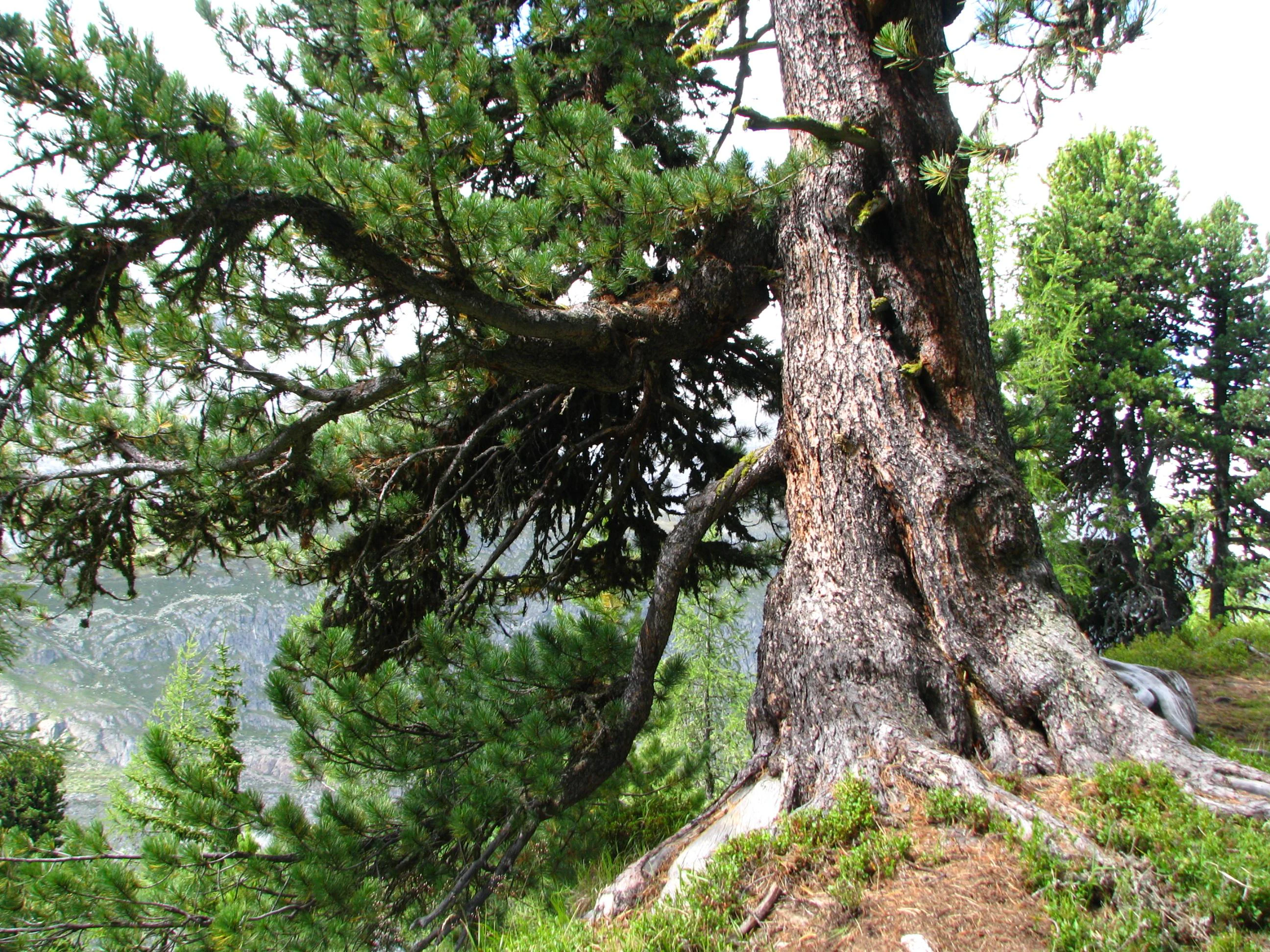 A large, ancient Arolla pine tree with thick, gnarled bark and heavy branches dominates the frame, set within a forest environment with hints of mountainous terrain in the background.