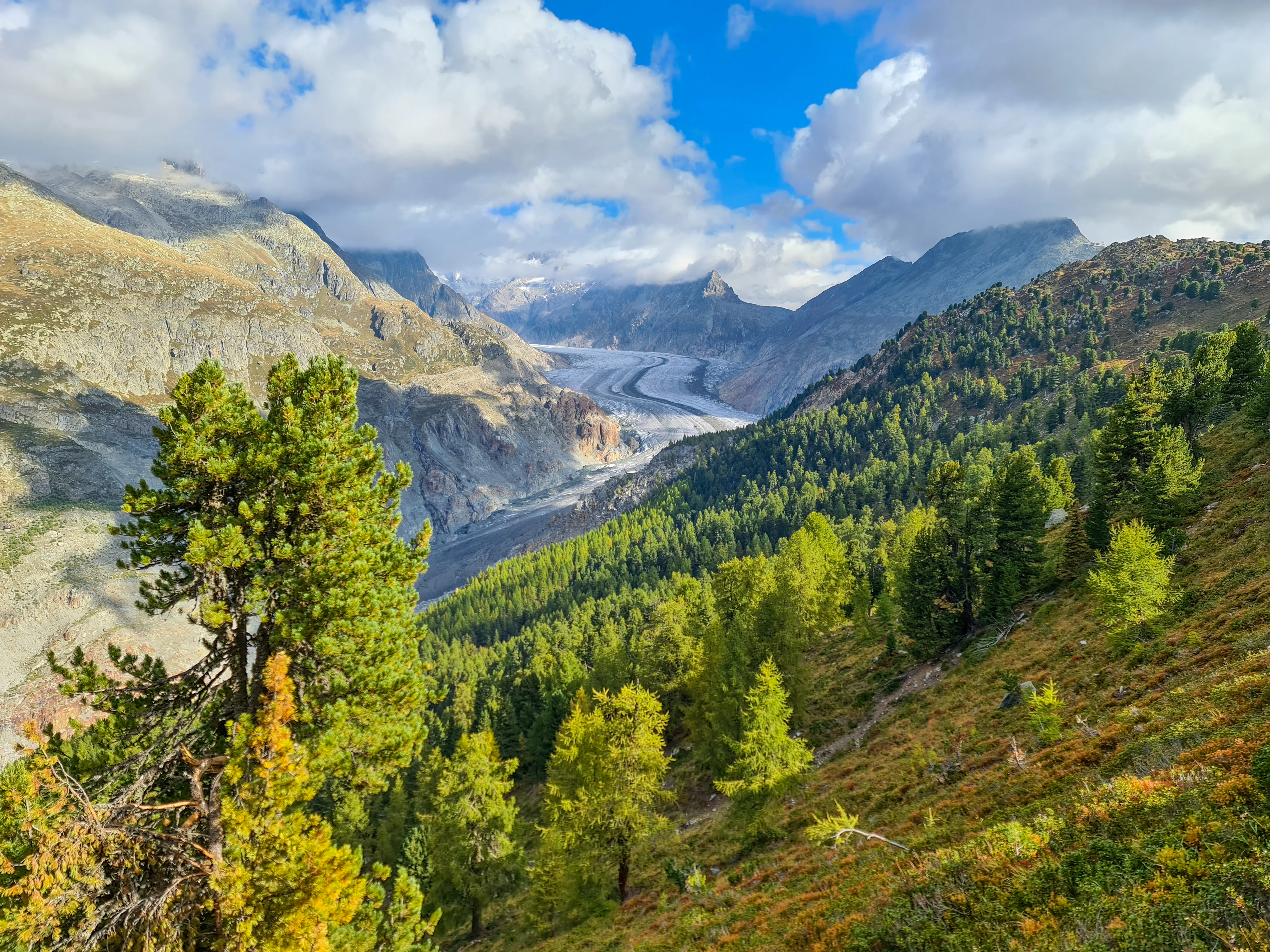 A wide mountain landscape showing a dense pine and larch forest in the foreground, with the Aletsch Glacier winding through a deep valley in the background under a partly cloudy blue sky.