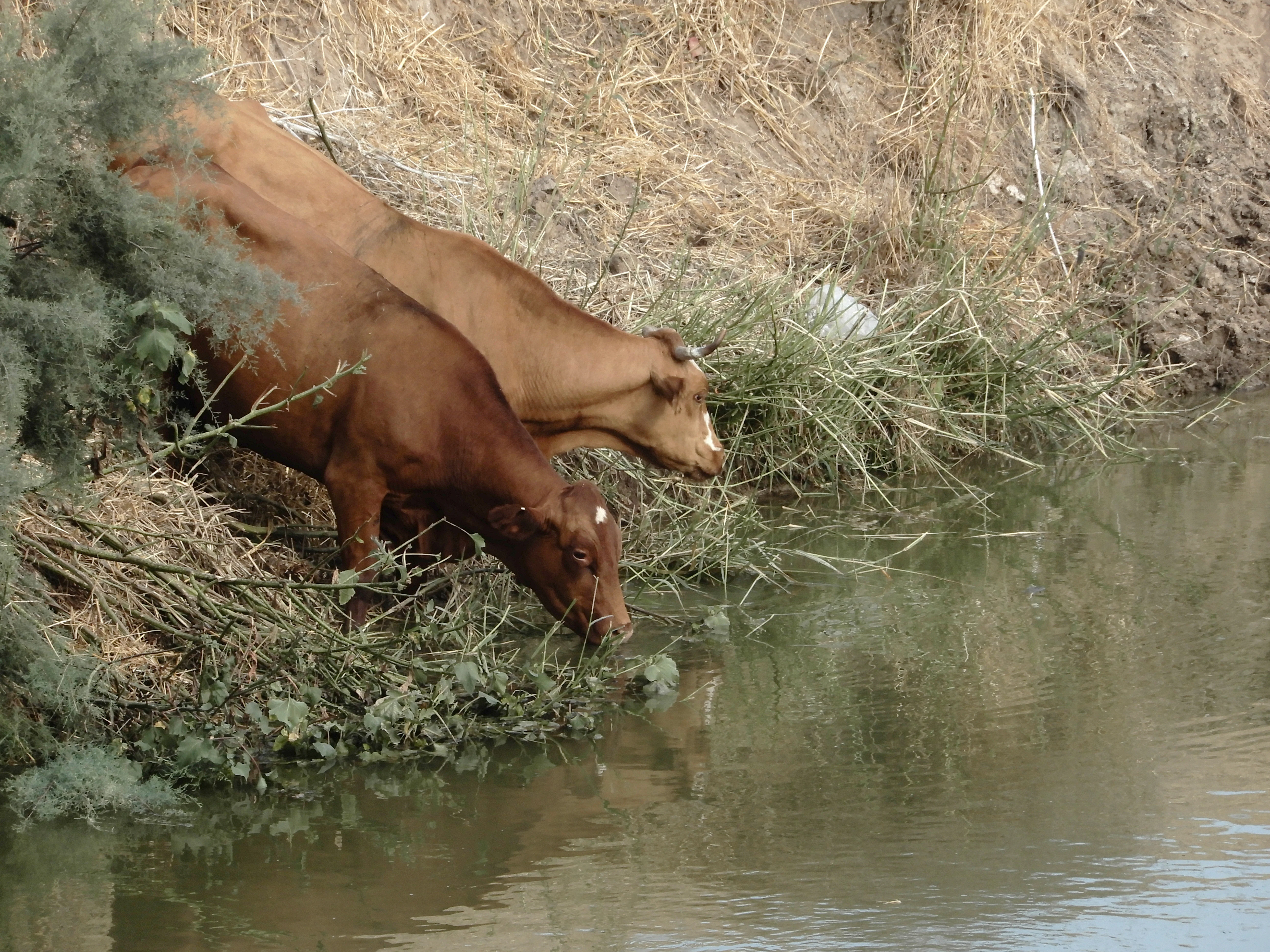 Dos vacas marrones bebiendo de un río con vegetación verde y orilla de hierba seca.
