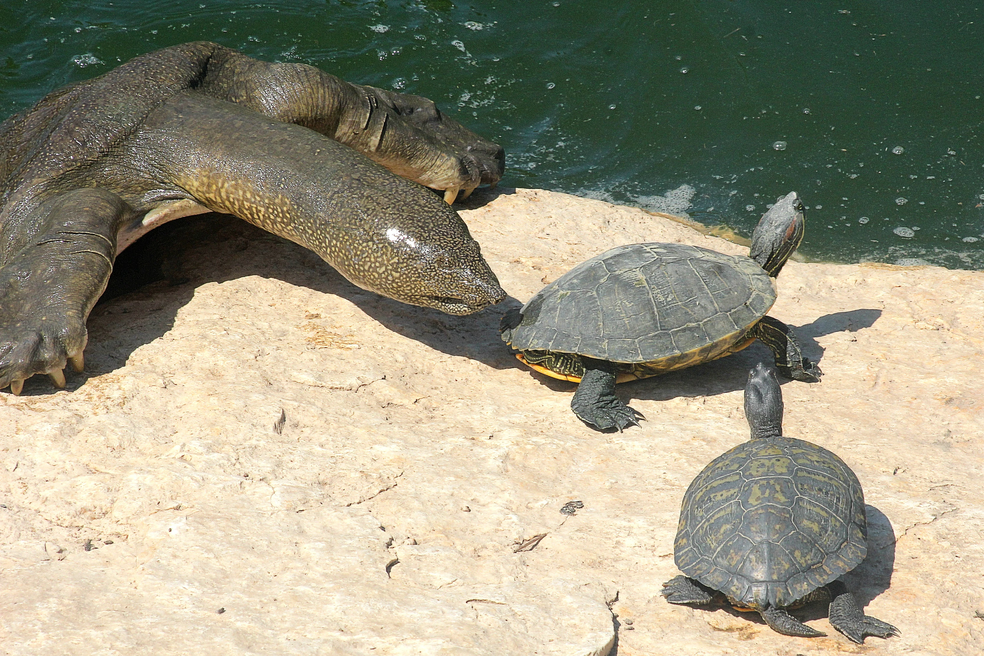 Tres tortugas en la orilla rocosa de un río, incluyendo una tortuga de caparazón blando africana y tortugas orejas rojas, con agua al fondo.