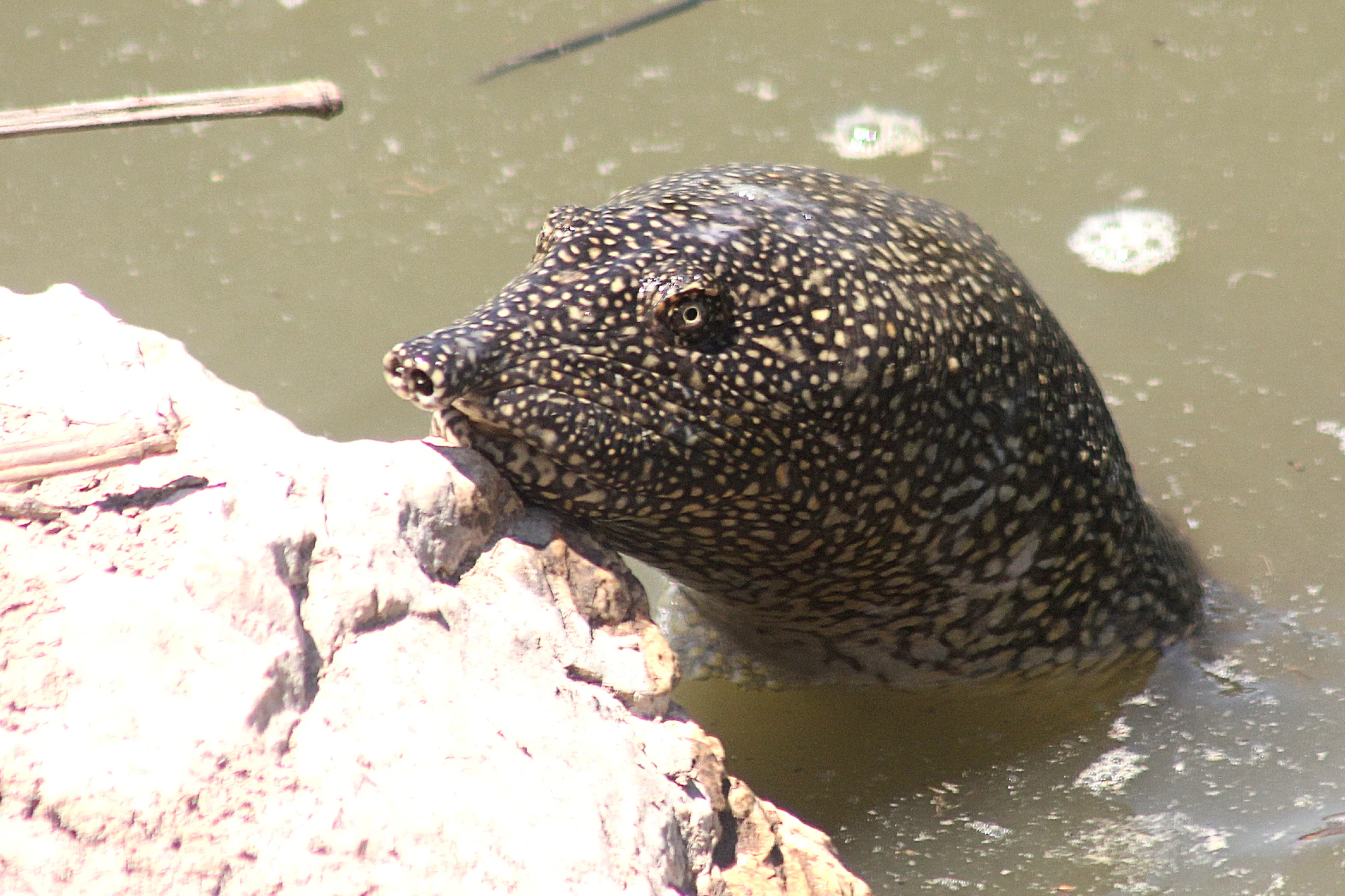 Cabeza de tortuga de caparazón blando africana con patrón moteado emergiendo de agua turbia junto a una roca de color claro