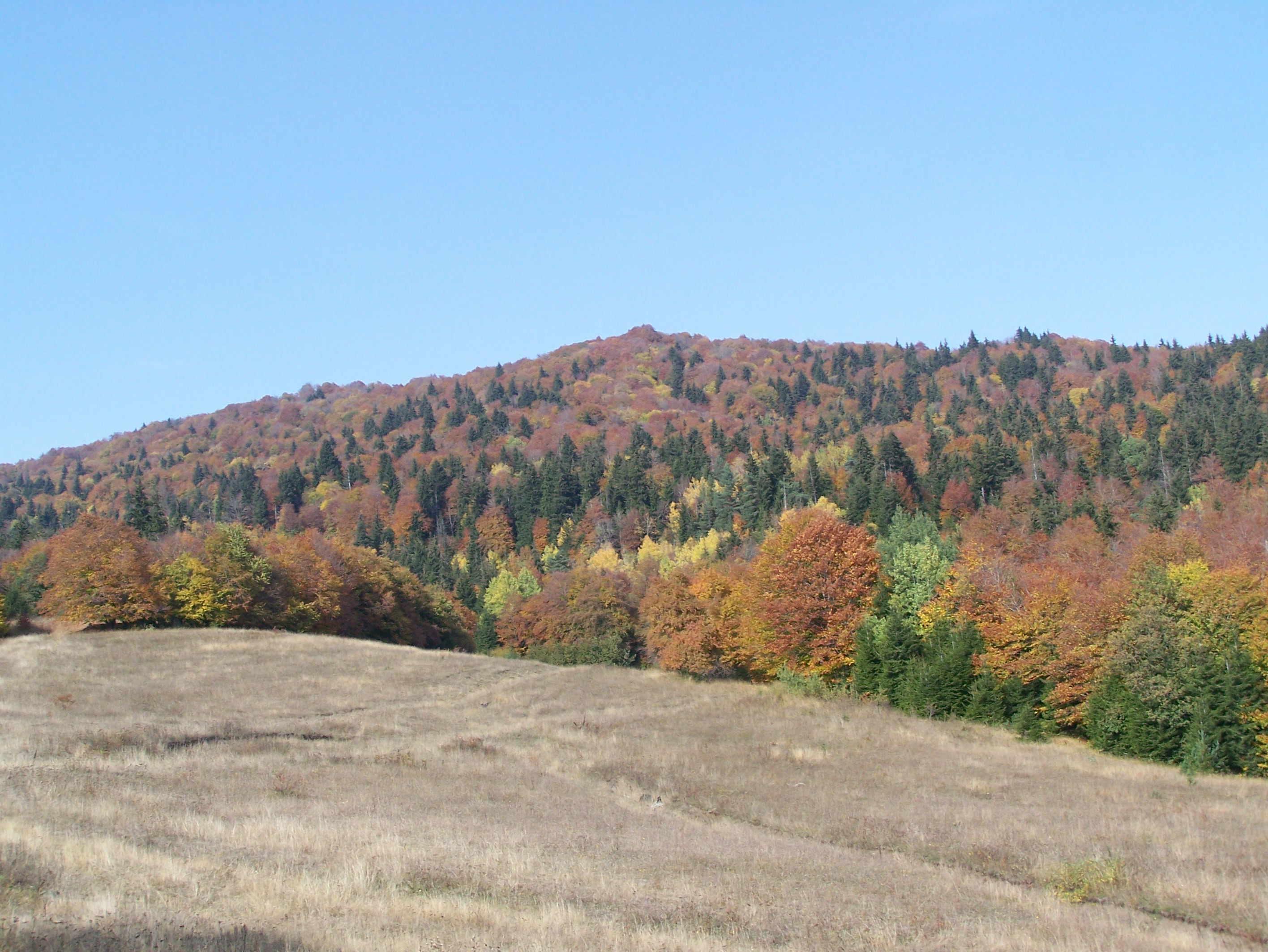 A landscape view of rolling hills with autumn-colored forests under a clear blue sky, with dry grassy fields in the foreground