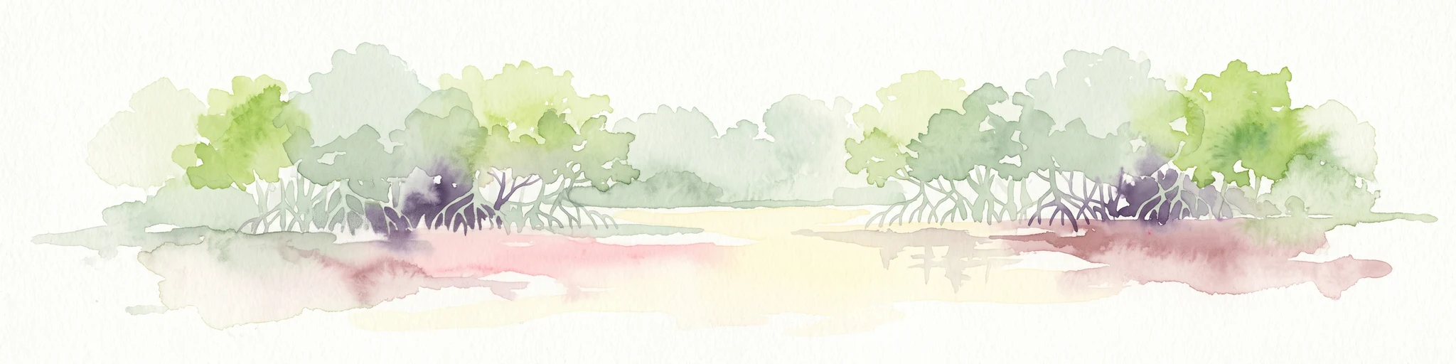 A horizontal watercolor painting of a mangrove forest with green canopies and characteristic prop roots rising from calm, reflective mudflats against a white background.