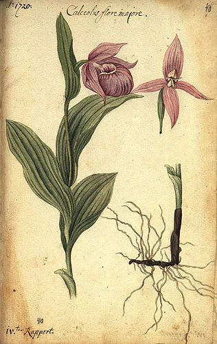 Una página de papel envejecido que presenta una ilustración detallada y coloreada a mano de una planta de zapatilla de dama, incluyendo su flor, hojas y sistema de raíces, con texto manuscrito en latín en la parte superior.