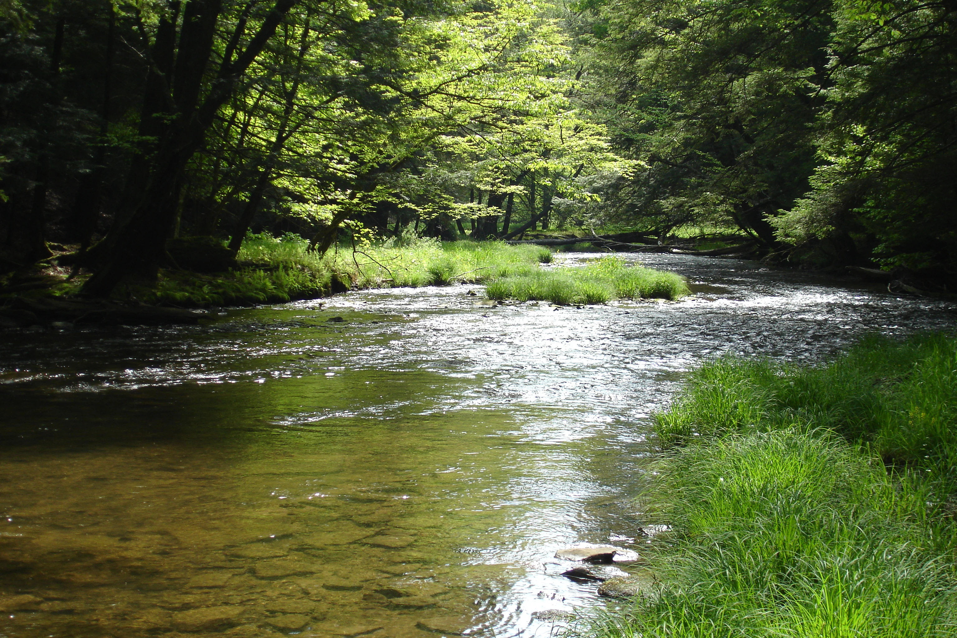 A shallow stream flowing over a rocky bed, surrounded by dense green trees and grassy banks in Allegheny National Forest.