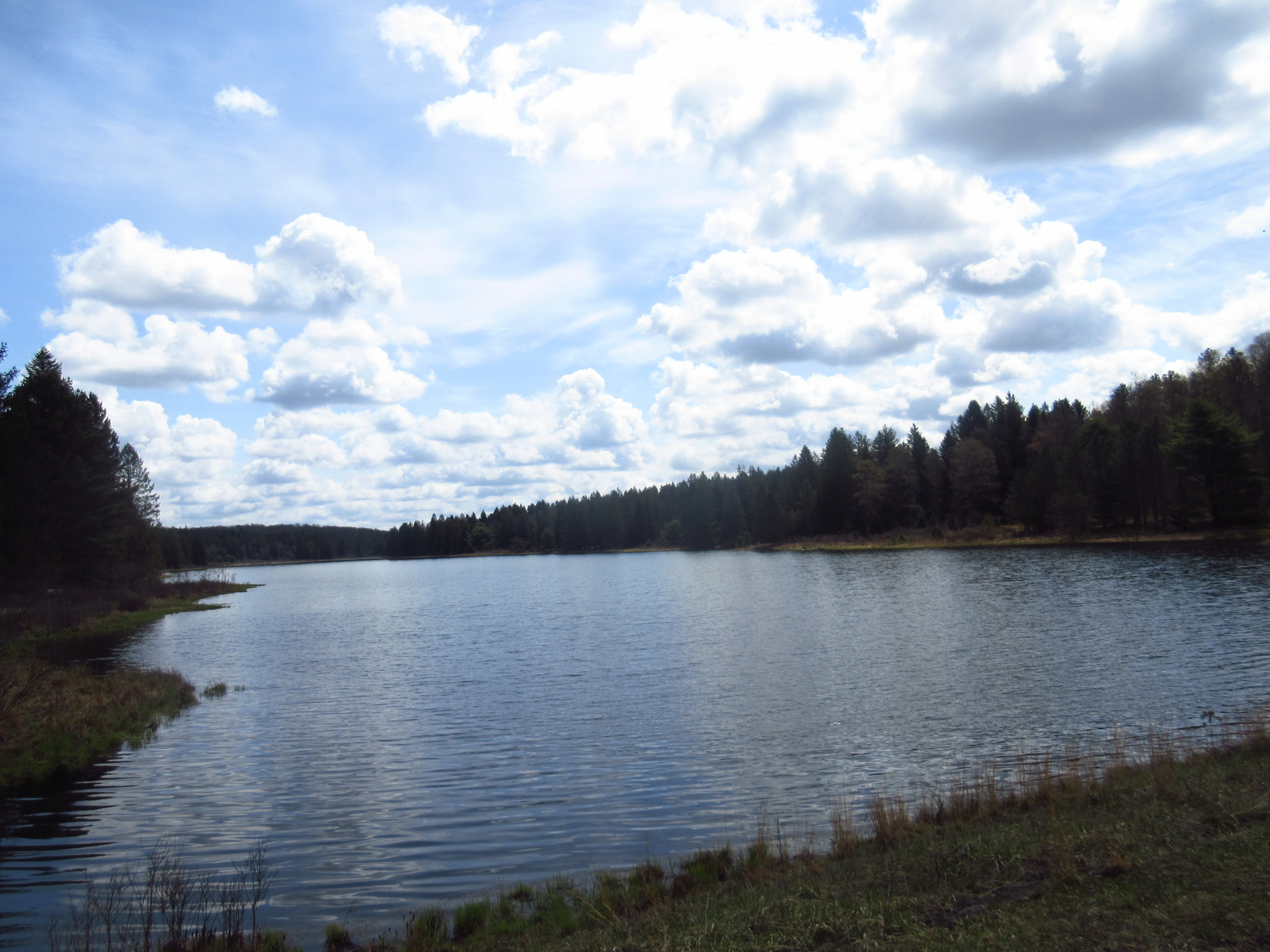 A wide view of a calm lake in Allegheny National Forest, surrounded by a dense forest under a sky filled with fluffy white clouds.