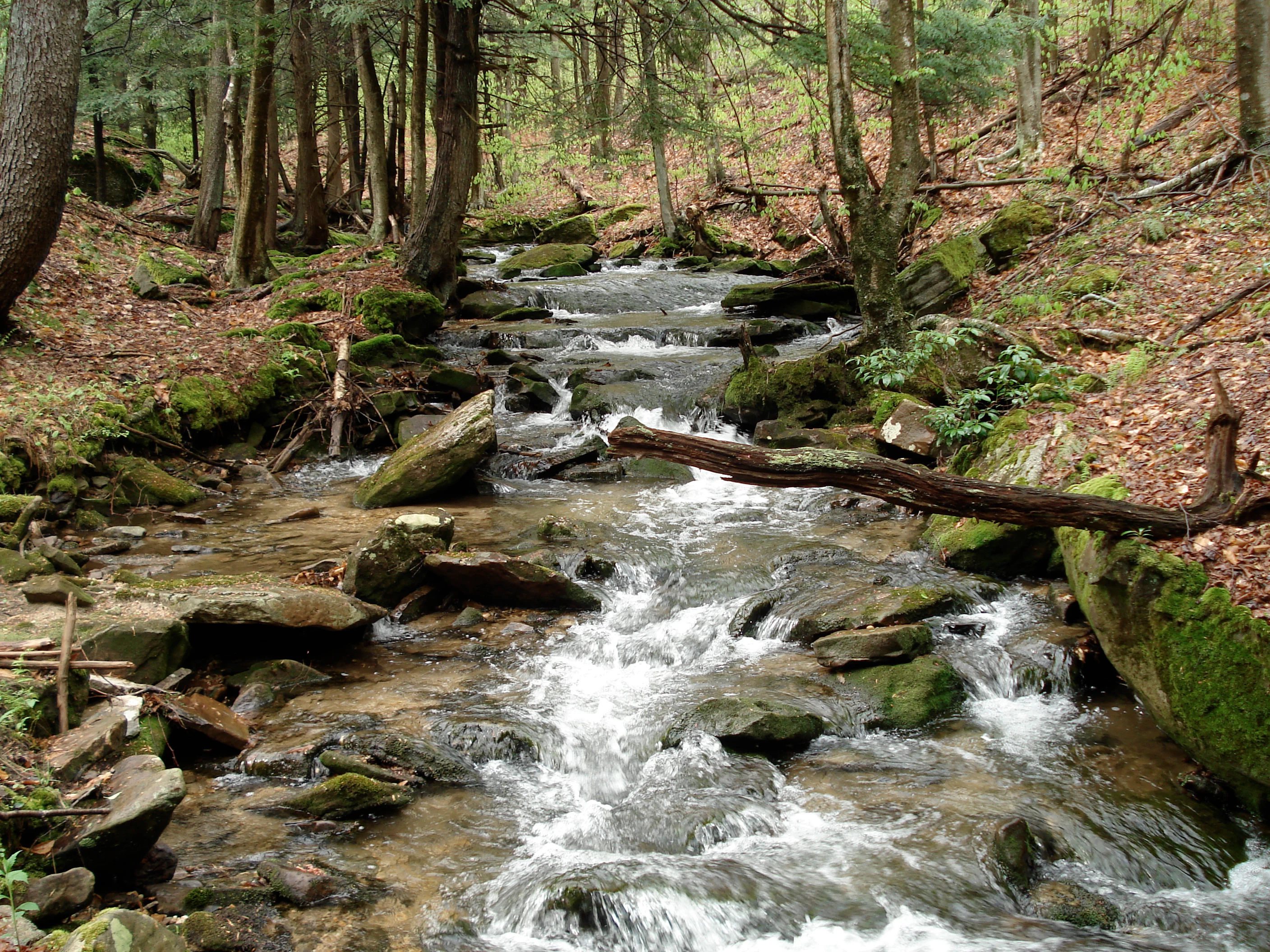 A small, rocky mountain stream flows through a dense forest in Allegheny National Forest, with moss-covered rocks and a fallen log crossing the water.