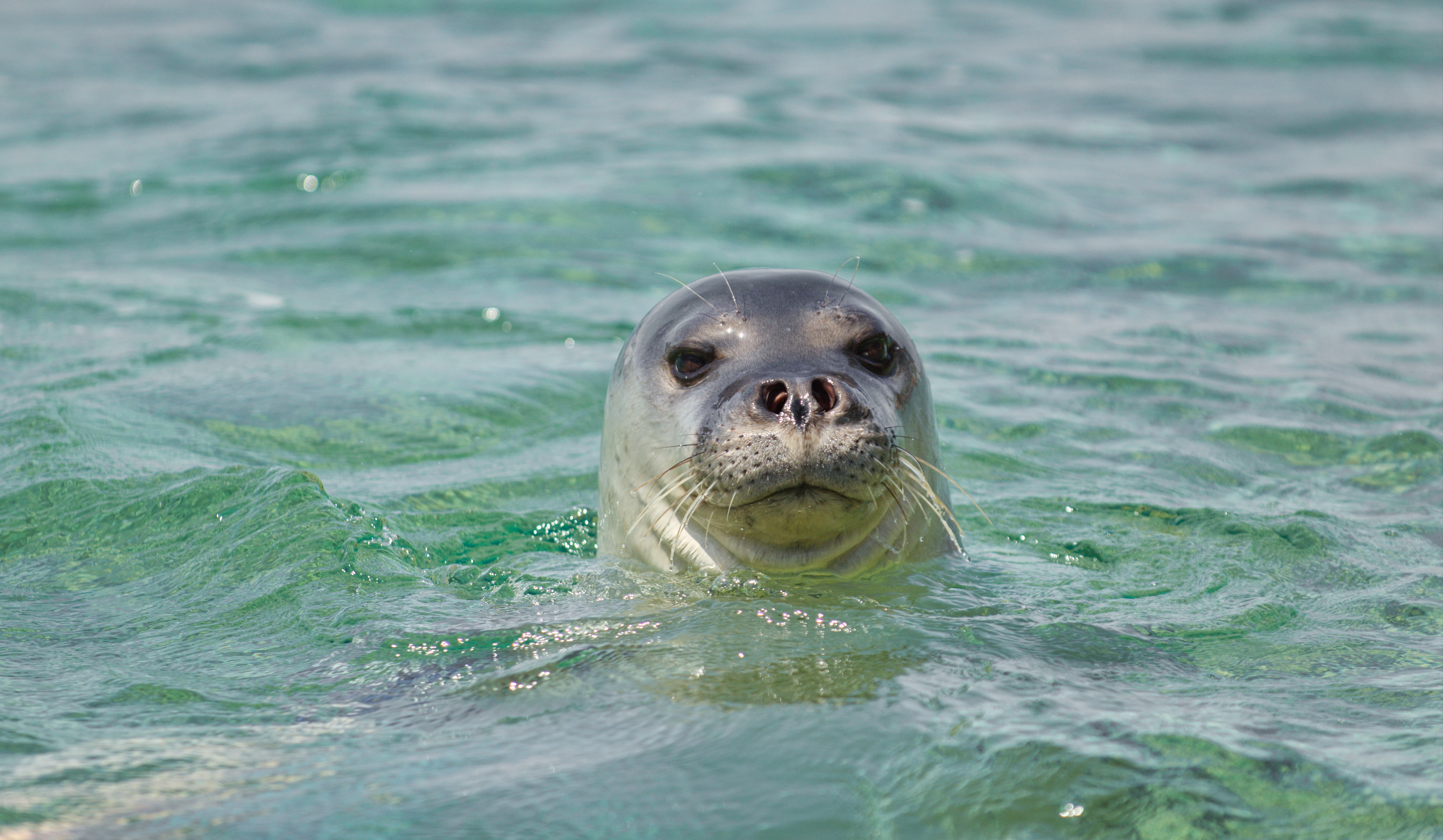 Mediterranean monk seal swimming in clear blue-green water