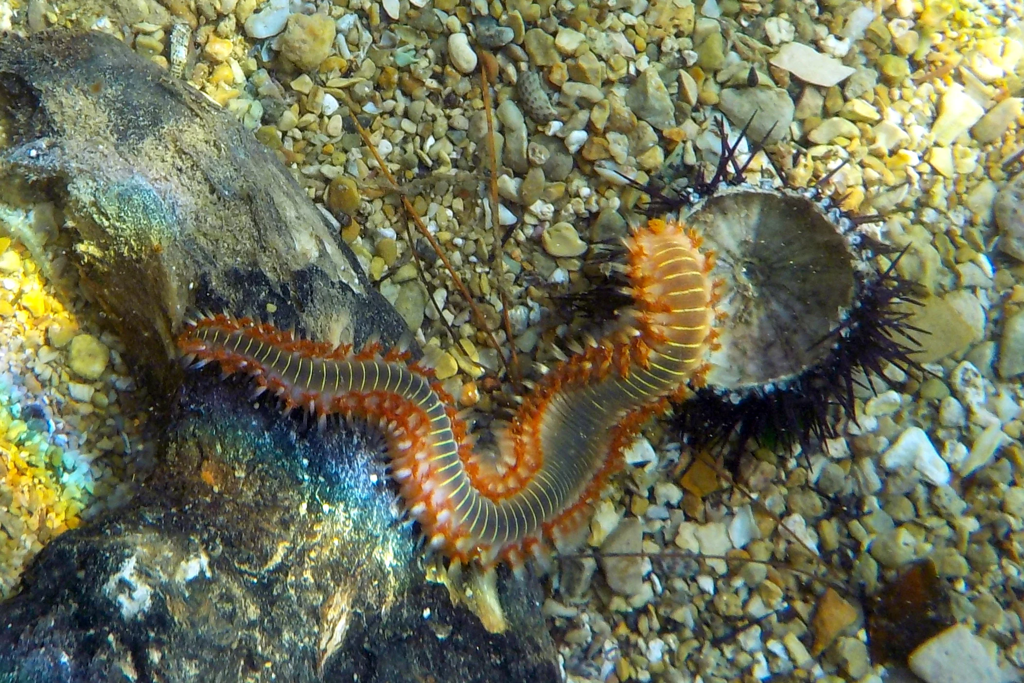 Underwater scene showing a Hermodice carunculata marine worm feeding on a sea urchin among pebbles on the seabed