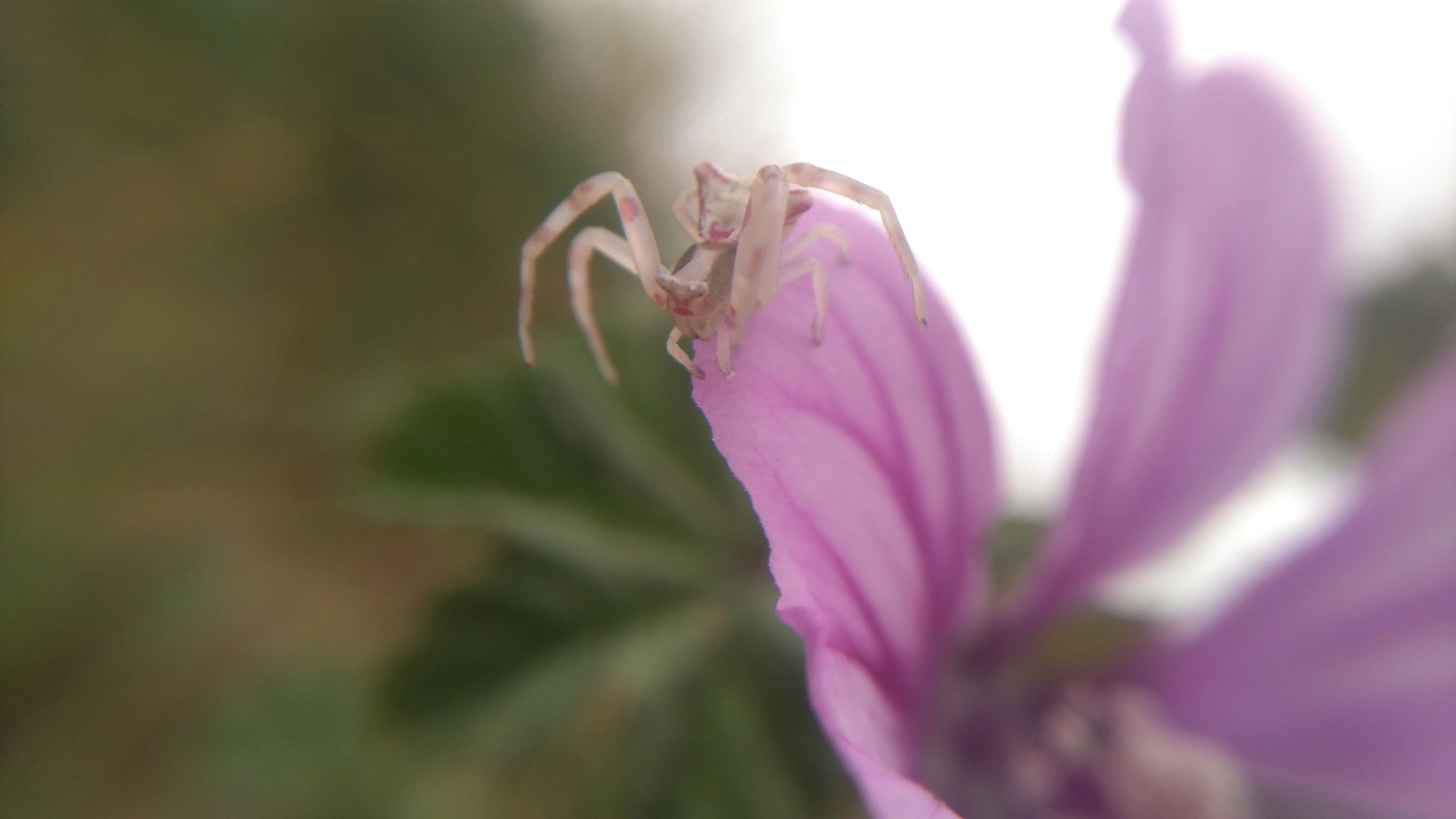 A spider perched on a purple flower petal with blurred green foliage background