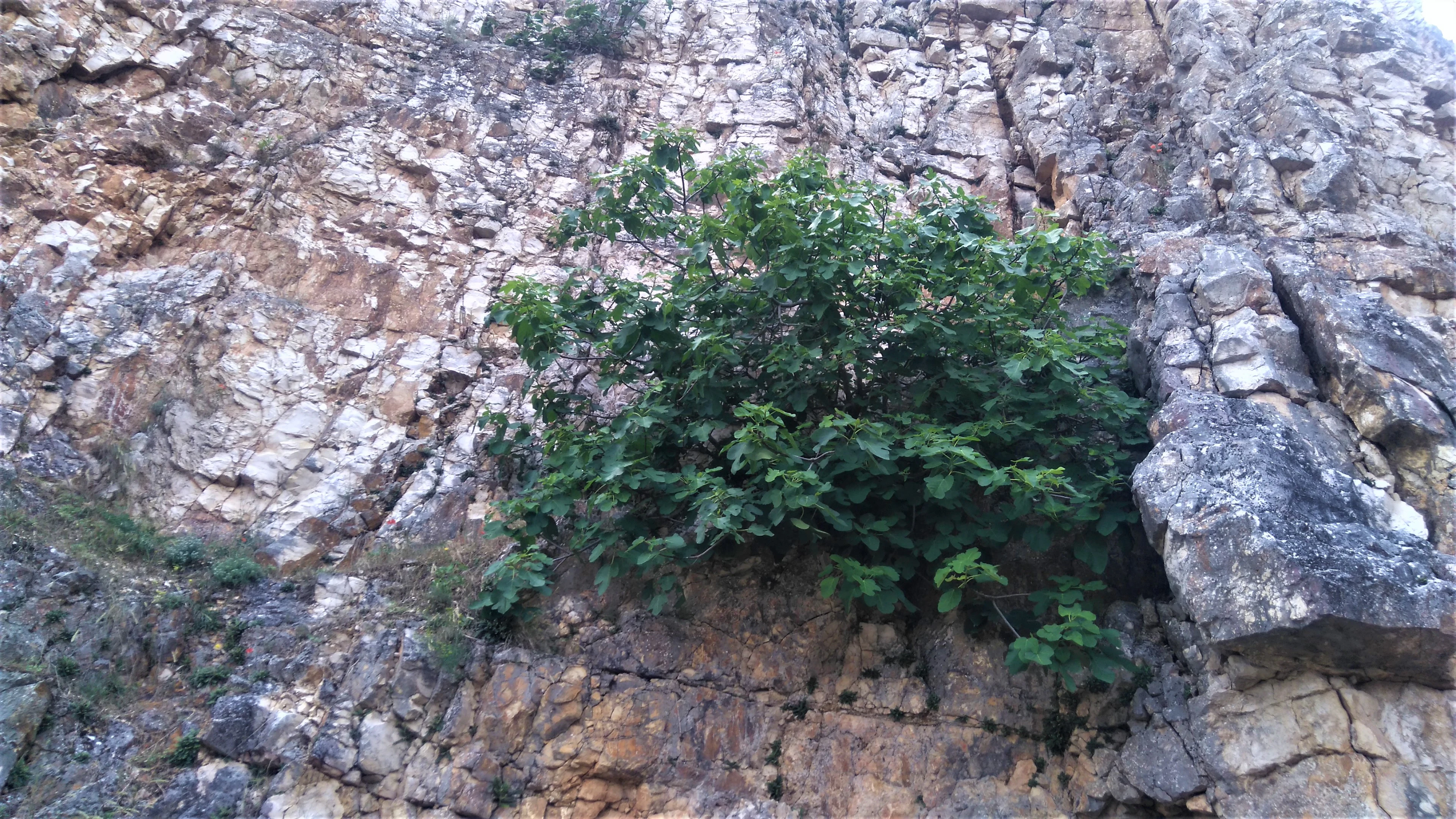 Common fig plant growing on rocky cliff face
