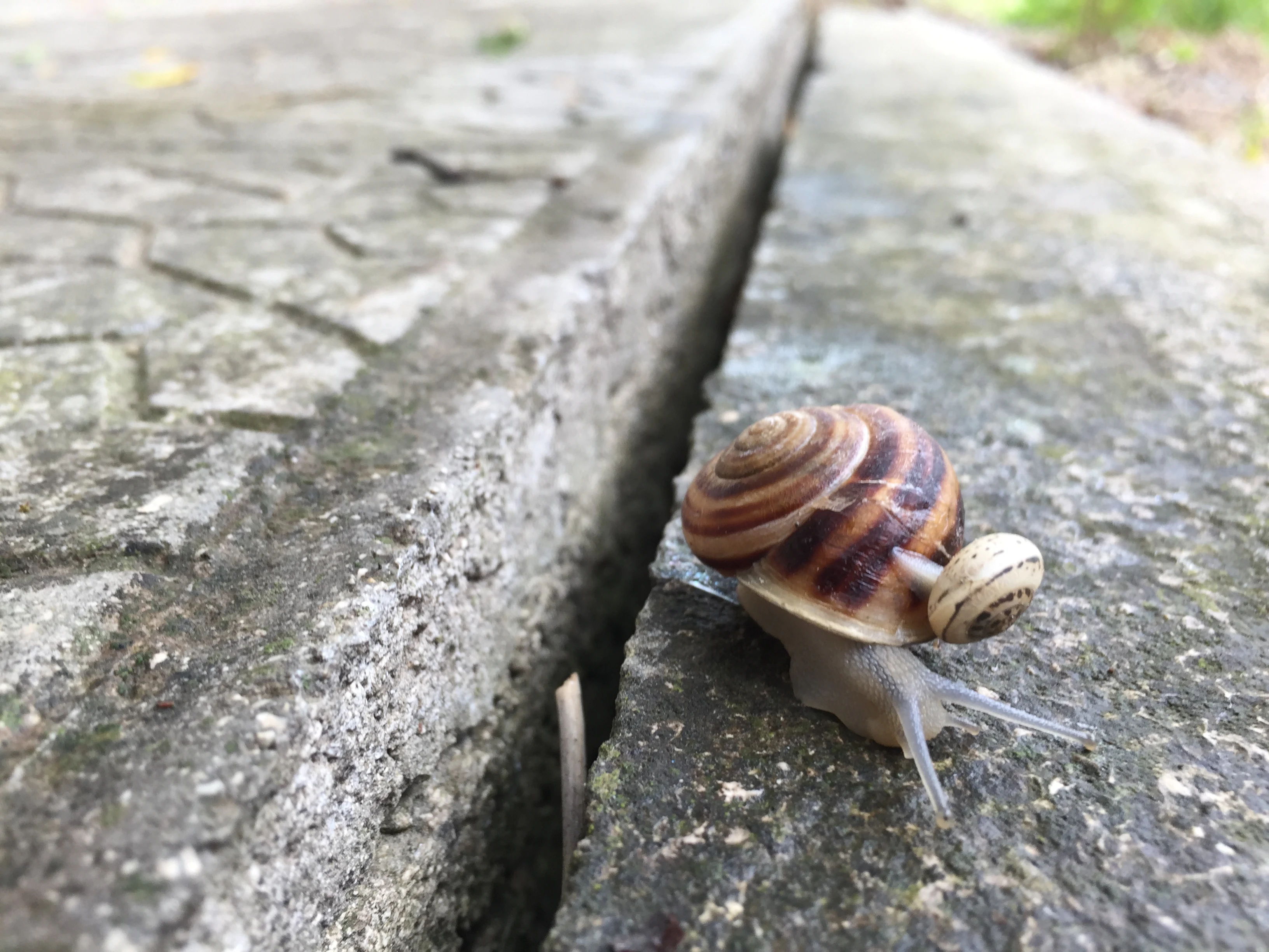 A small snail with a brown and beige striped shell crawling on a cracked stone surface
