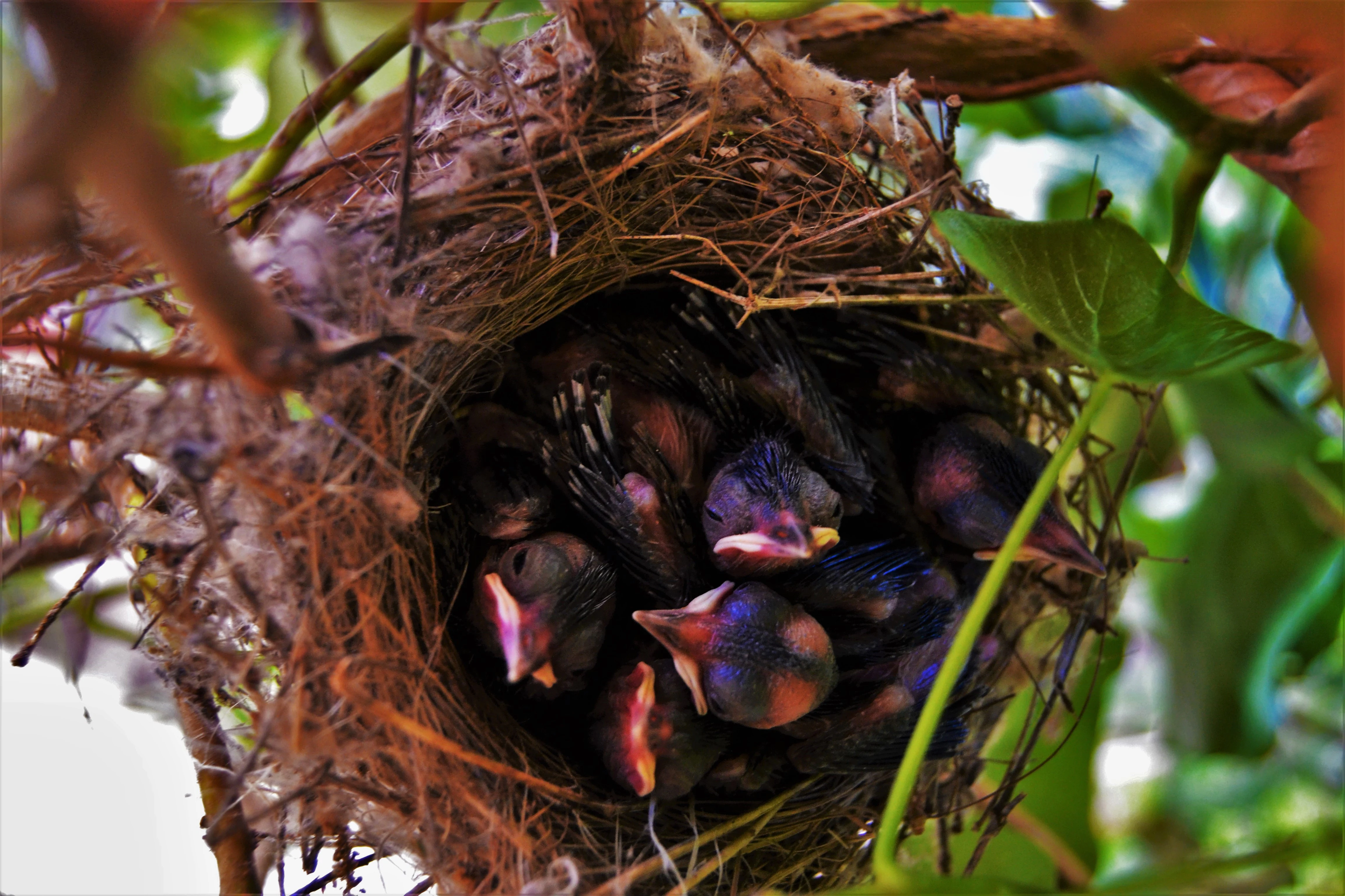 A close-up view of a bird's nest containing several young birds with open beaks surrounded by green leaves and twigs