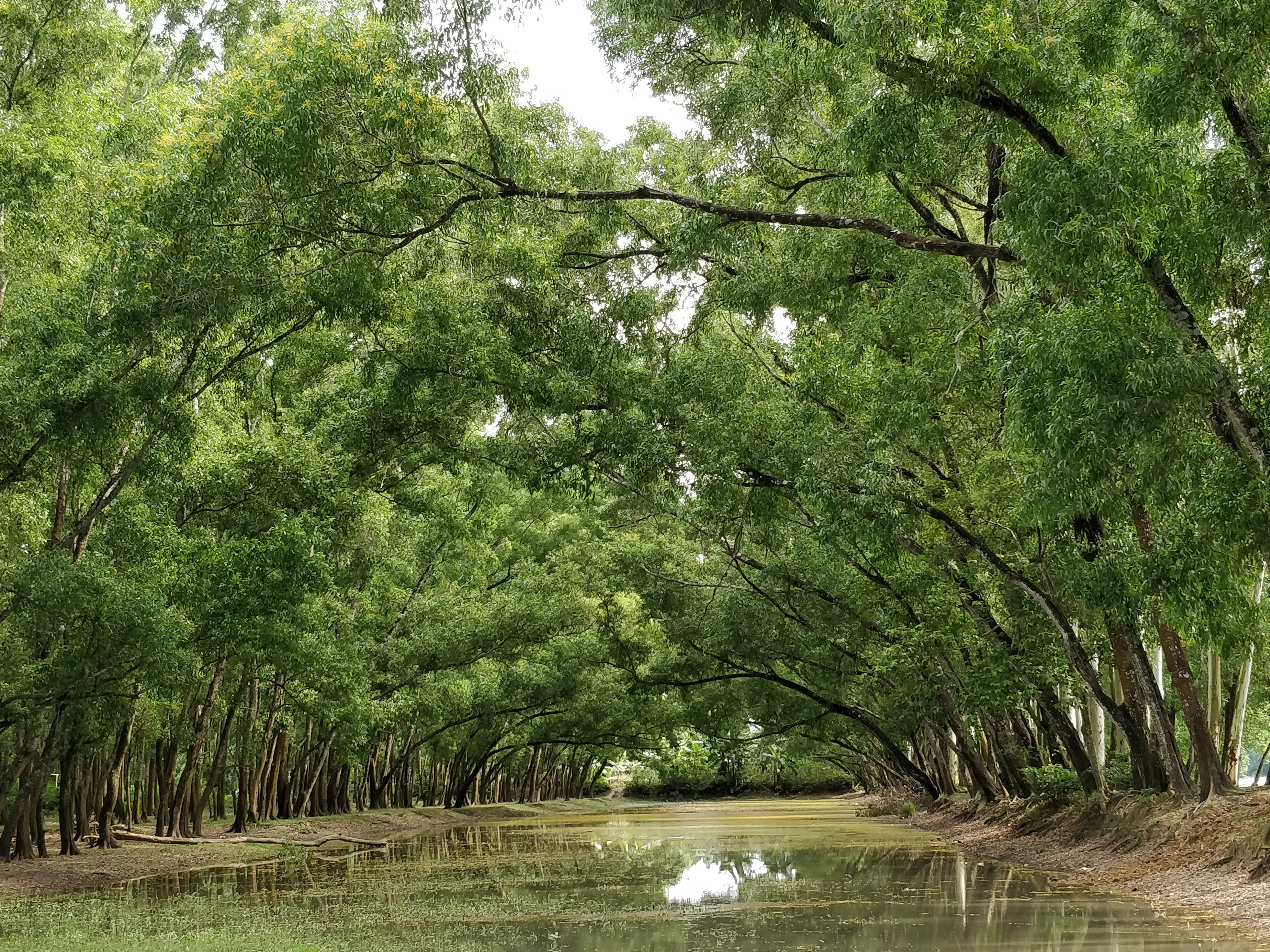 Árboles verdes y exuberantes forman un dosel sobre una vía fluvial poco profunda en una zona boscosa