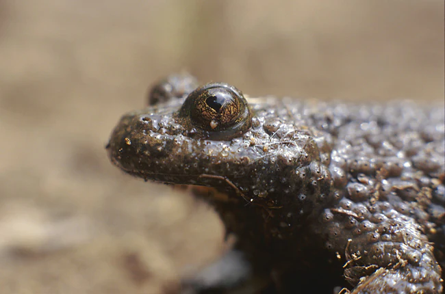 A close up side profile of a yellow-bellied toad showing its dark, warty, textured skin and prominent eyes.