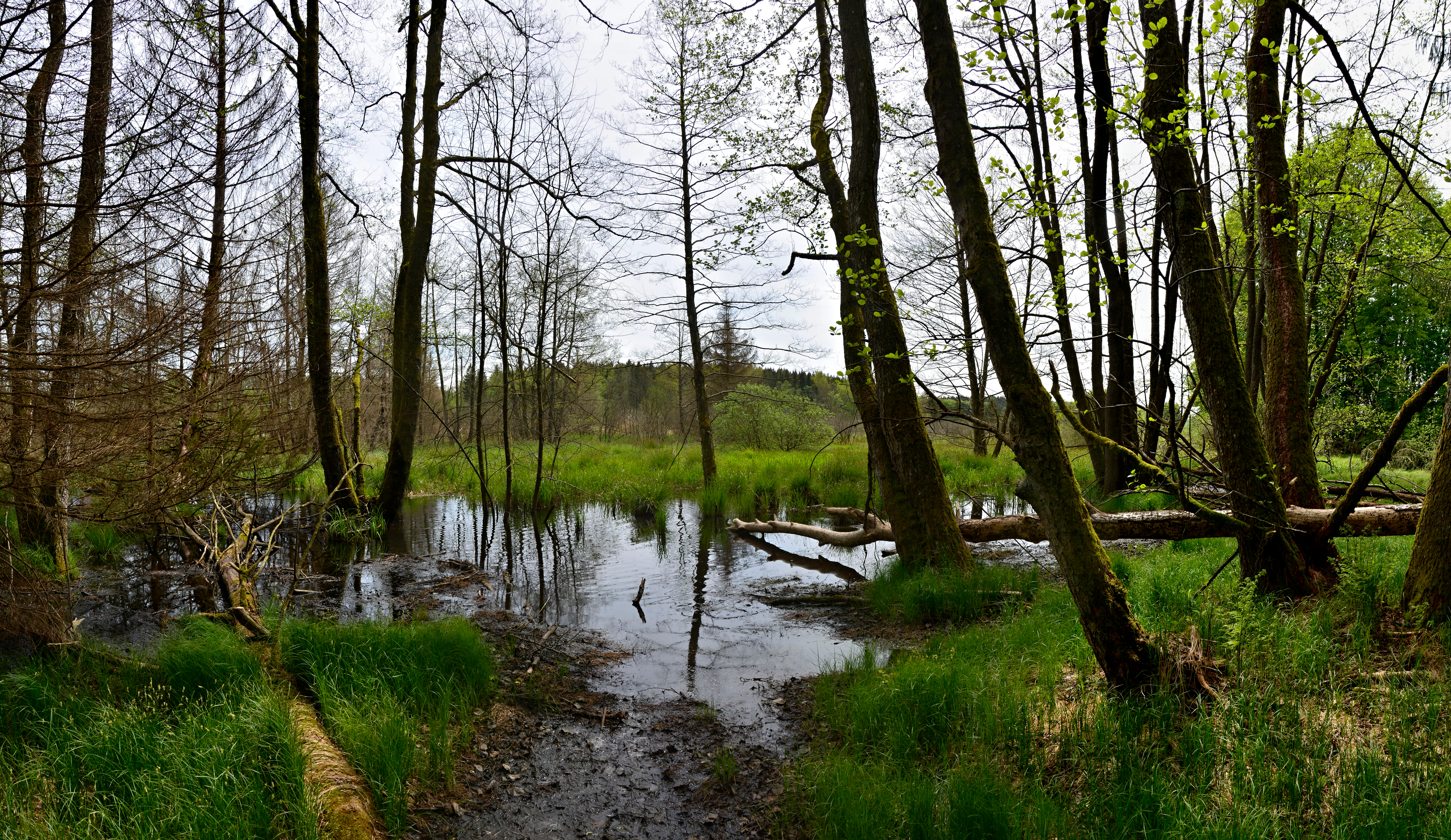 A wide angle view of a lush green wetland area in a forest with trees growing directly out of shallow water, reflecting the sky and surroundings.
