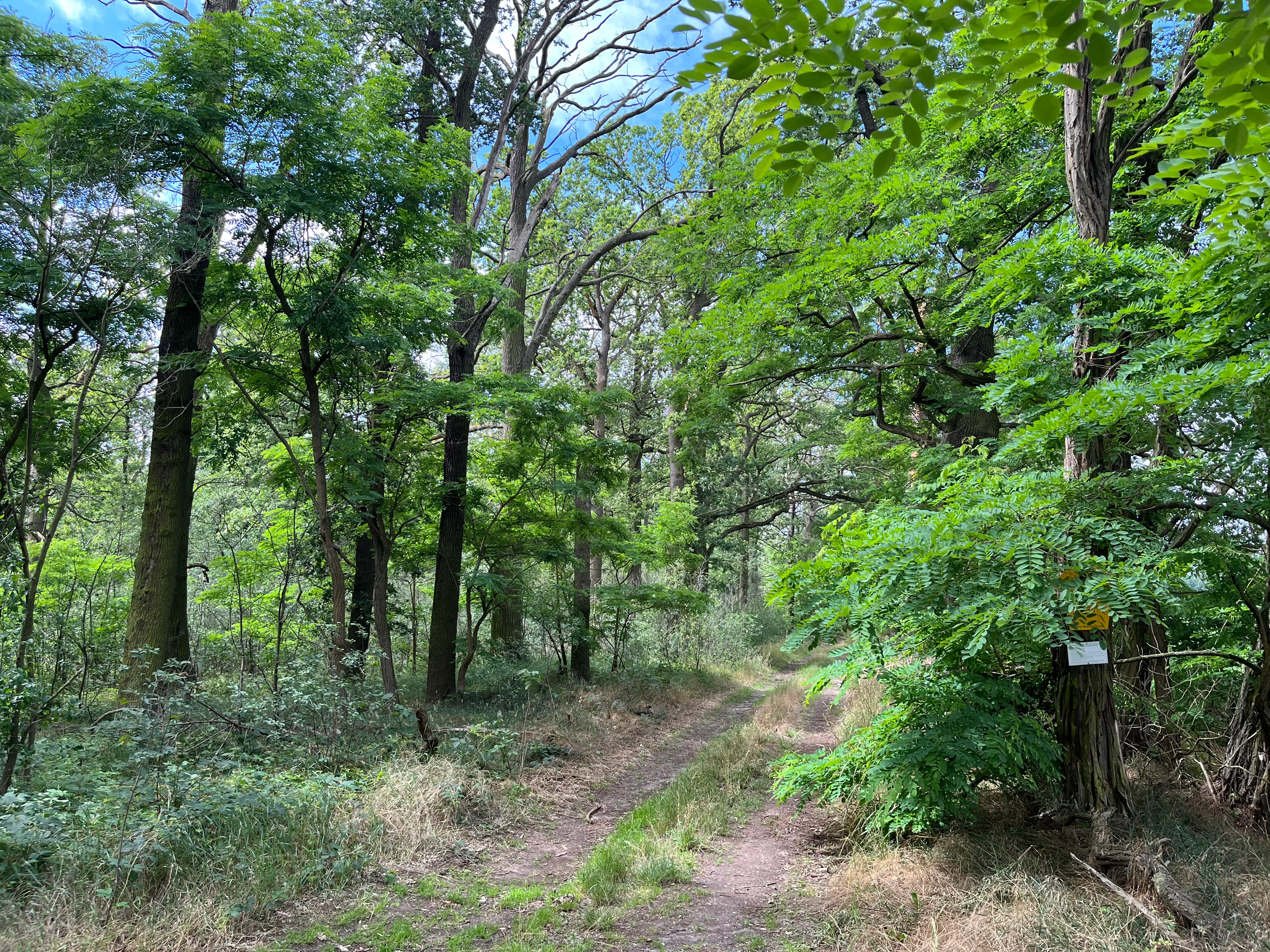 A dirt trail leads into a lush, green deciduous forest with a small trail marker attached to a tree trunk on the right.