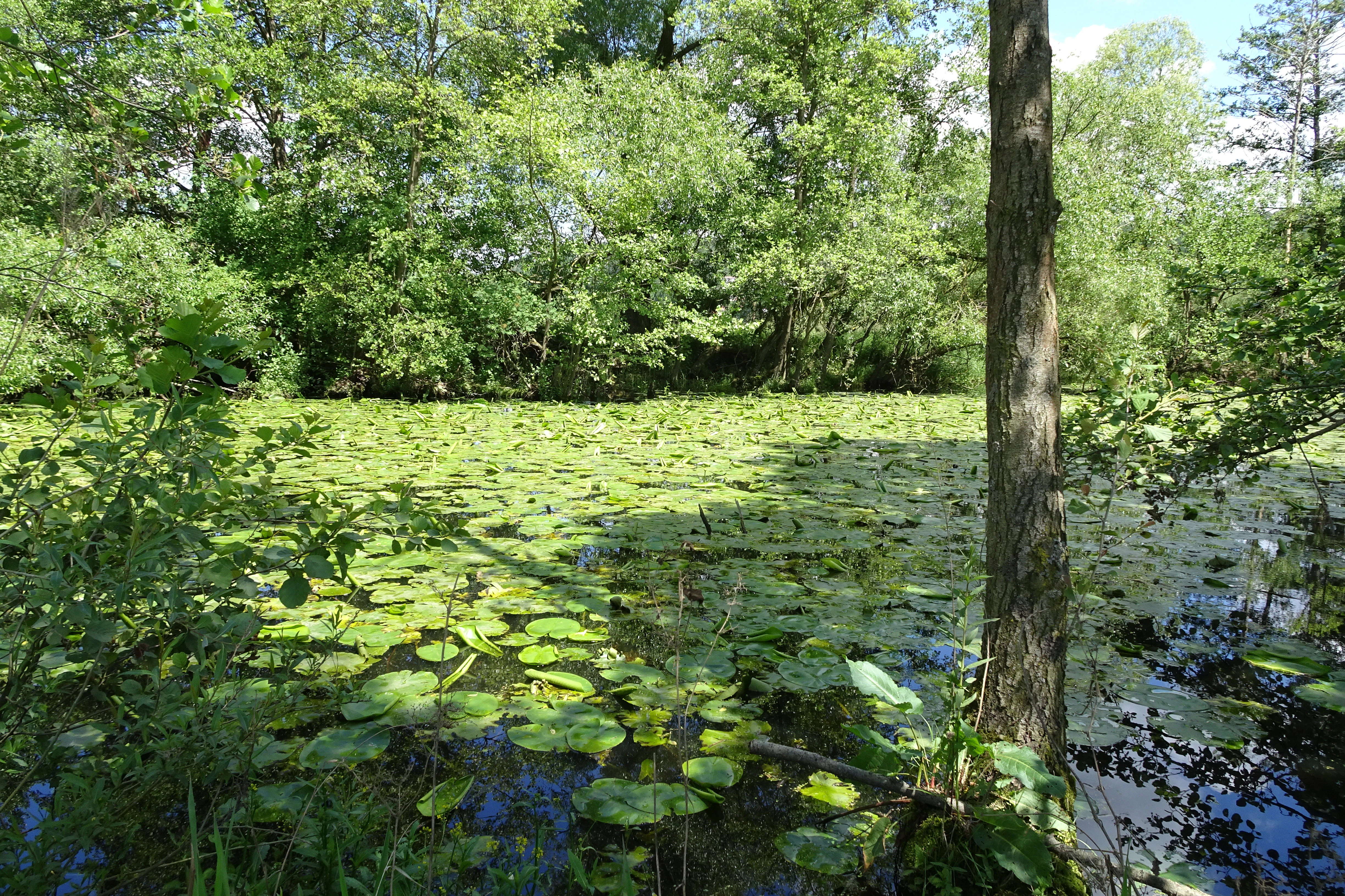 Una laguna en forma de meandro cubierta de nenúfares verdes flotantes, rodeada de árboles caducifolios y arbustos verdes y tupidos.