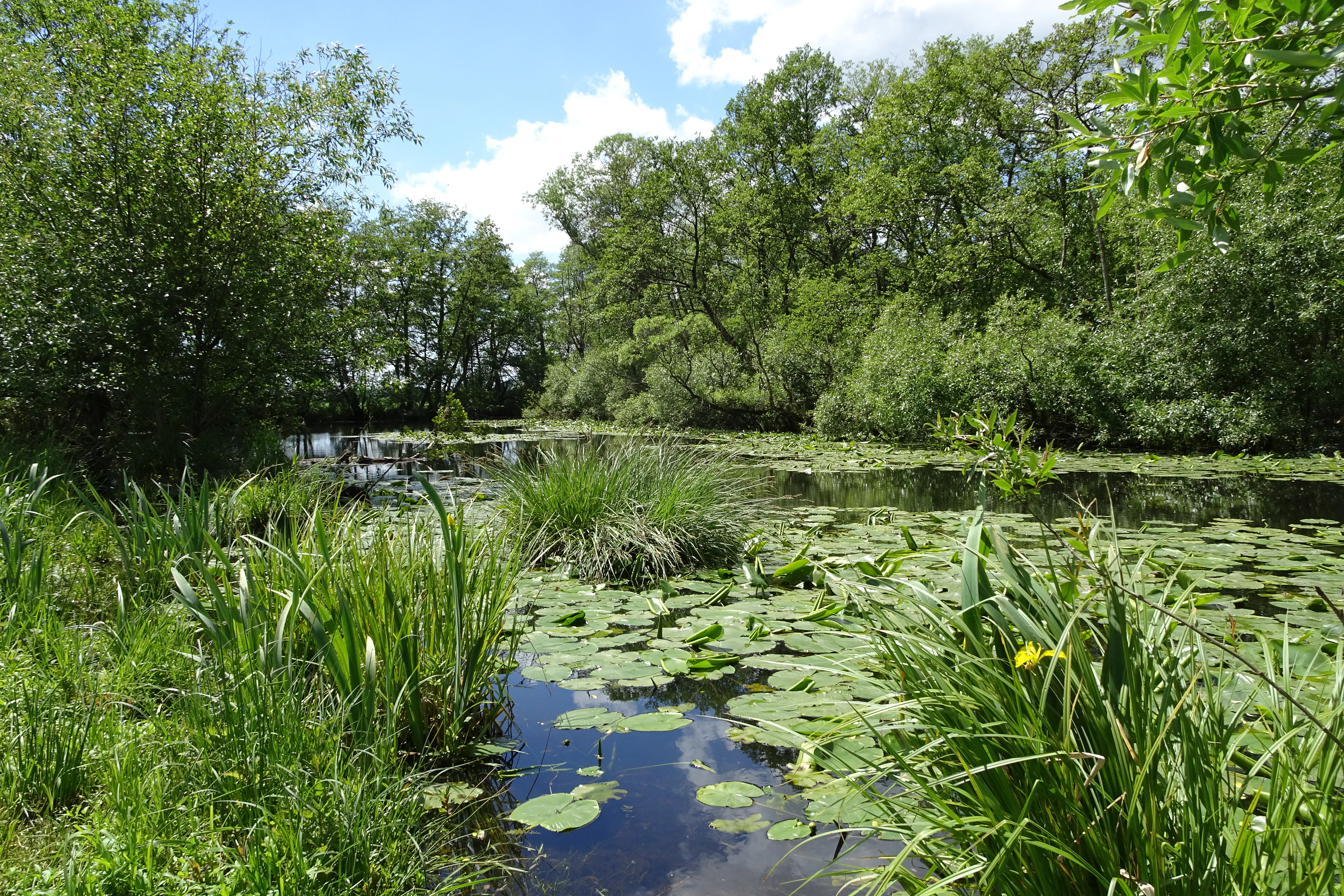 Una laguna en forma de meandro cubierta de nenúfares, rodeada de densos árboles verdes y altos juncos en un día despejado.