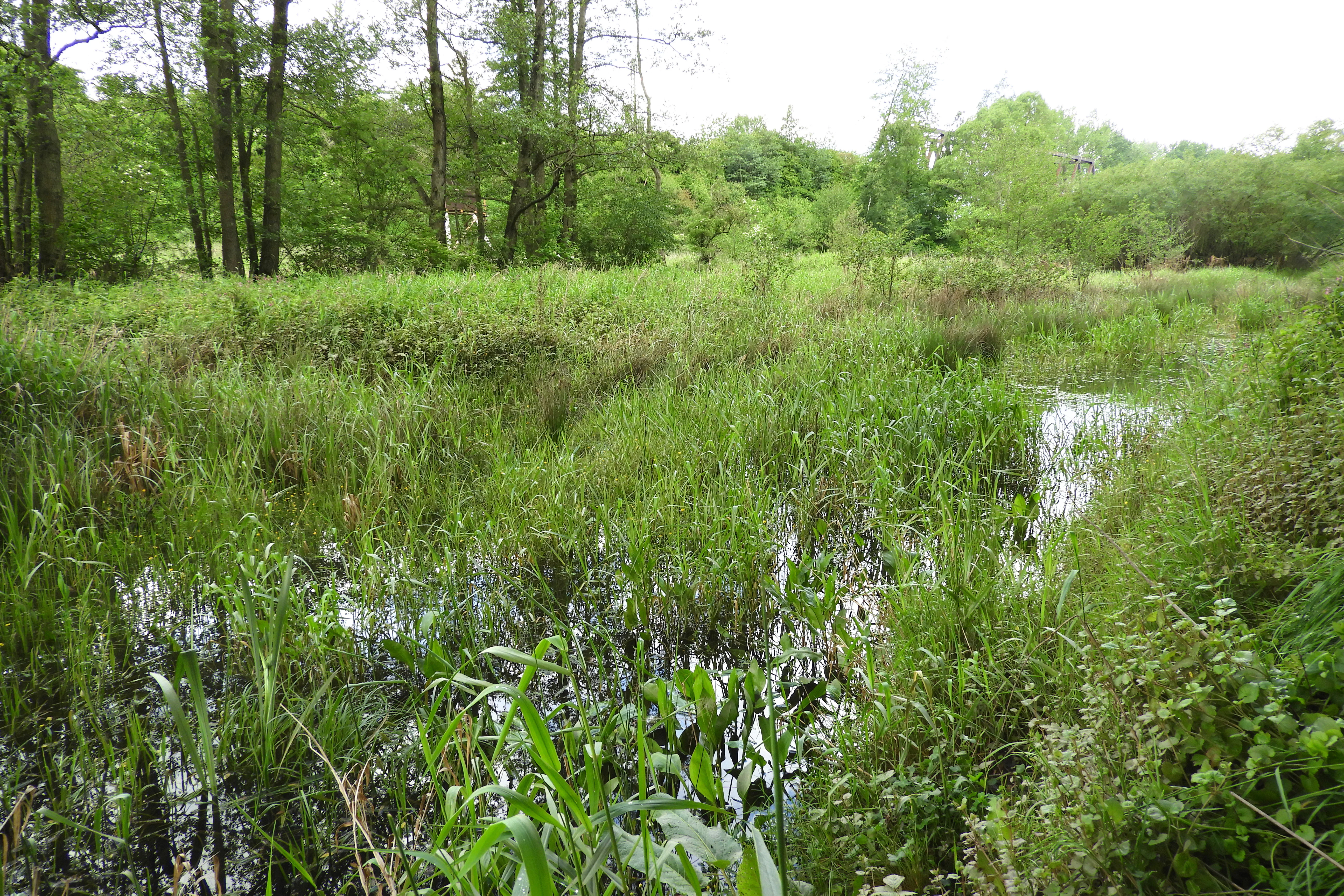 A green wetland landscape with a small water channel winding through tall grasses and reeds, surrounded by trees.