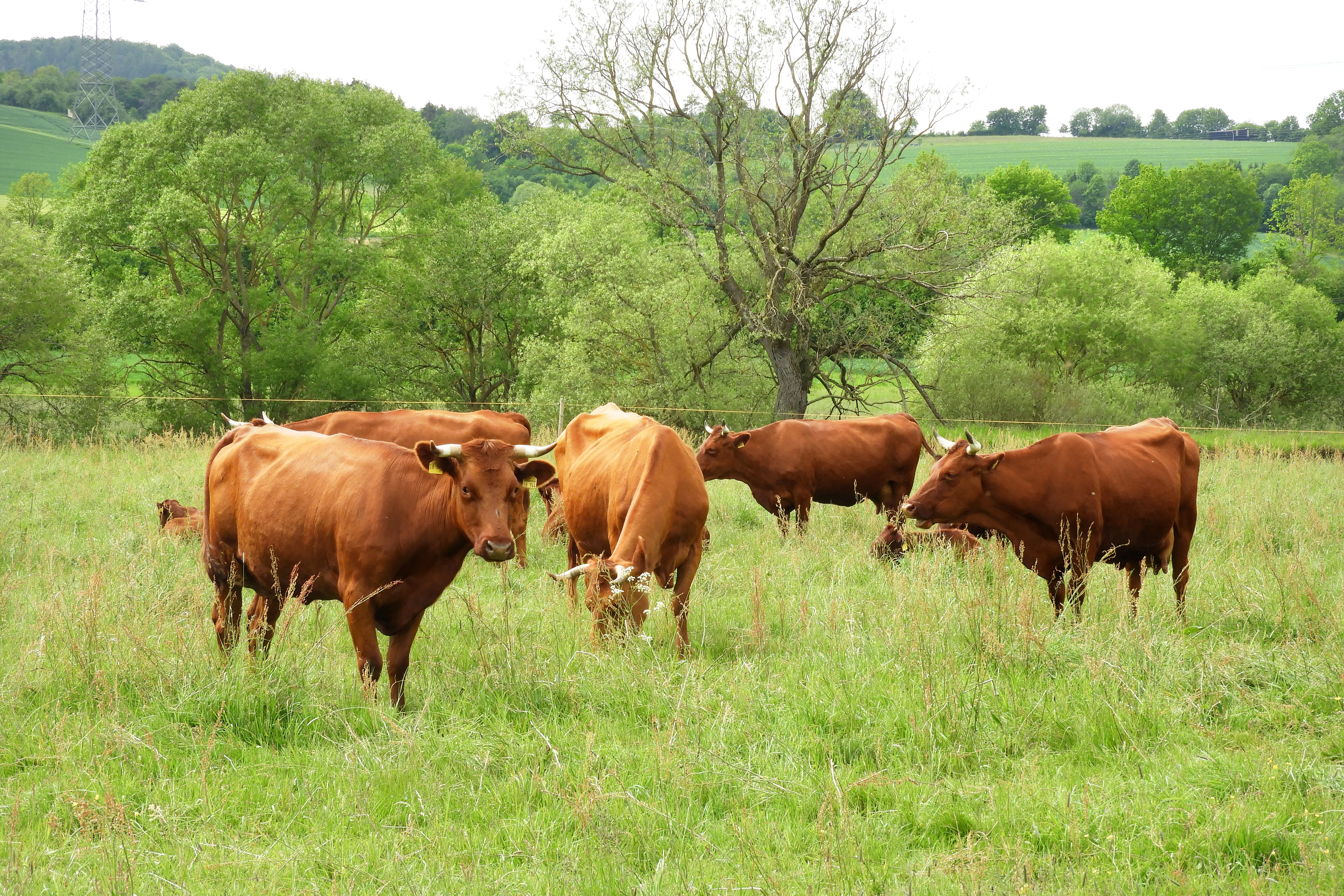 A group of reddish-brown cattle grazing in a green grassy pasture with trees and rolling hills in the background.