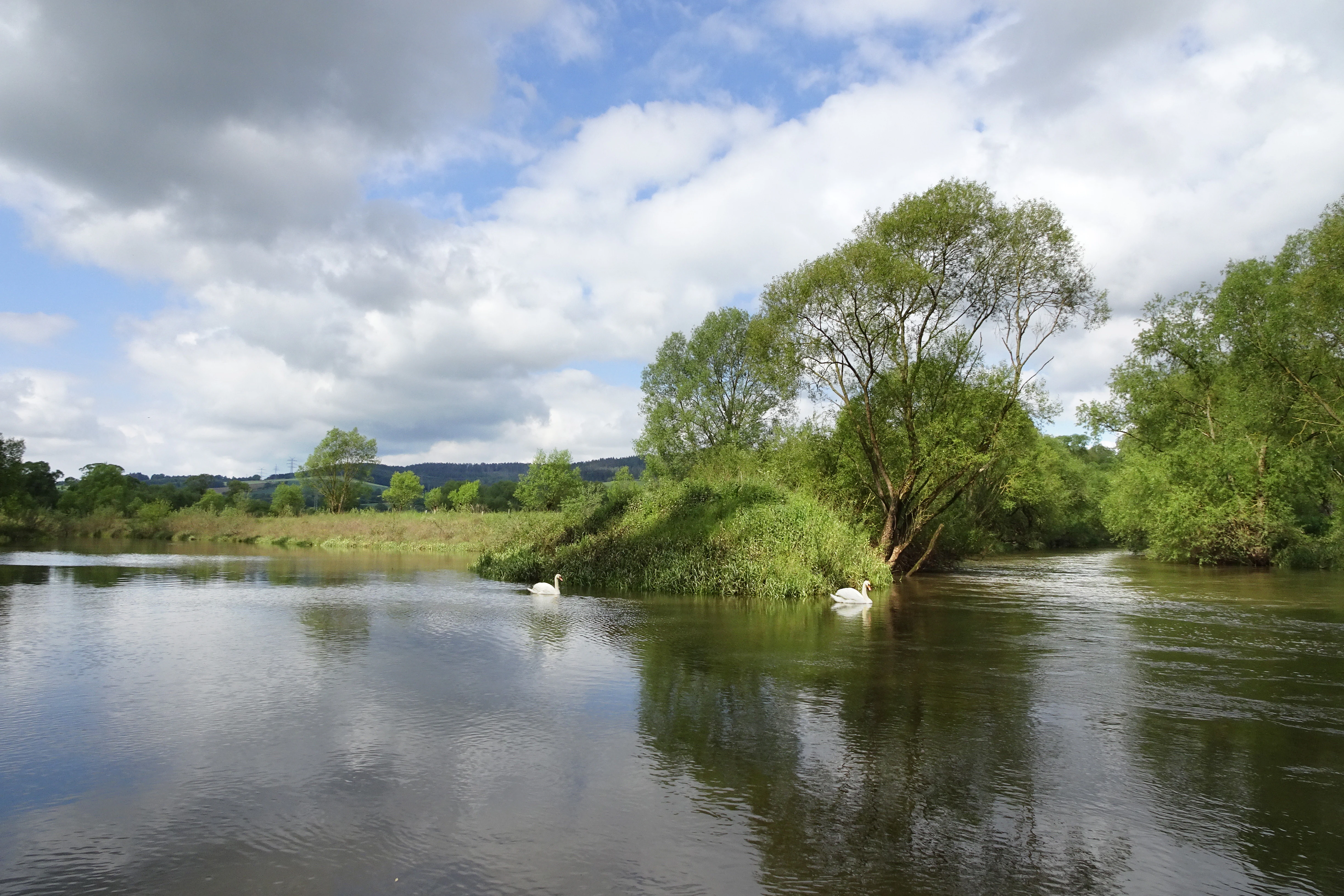 A wide view of the Alte Fulda oxbow lake with a small grassy island in the center, surrounded by trees and two white swans swimming on the calm water under a partly cloudy sky.