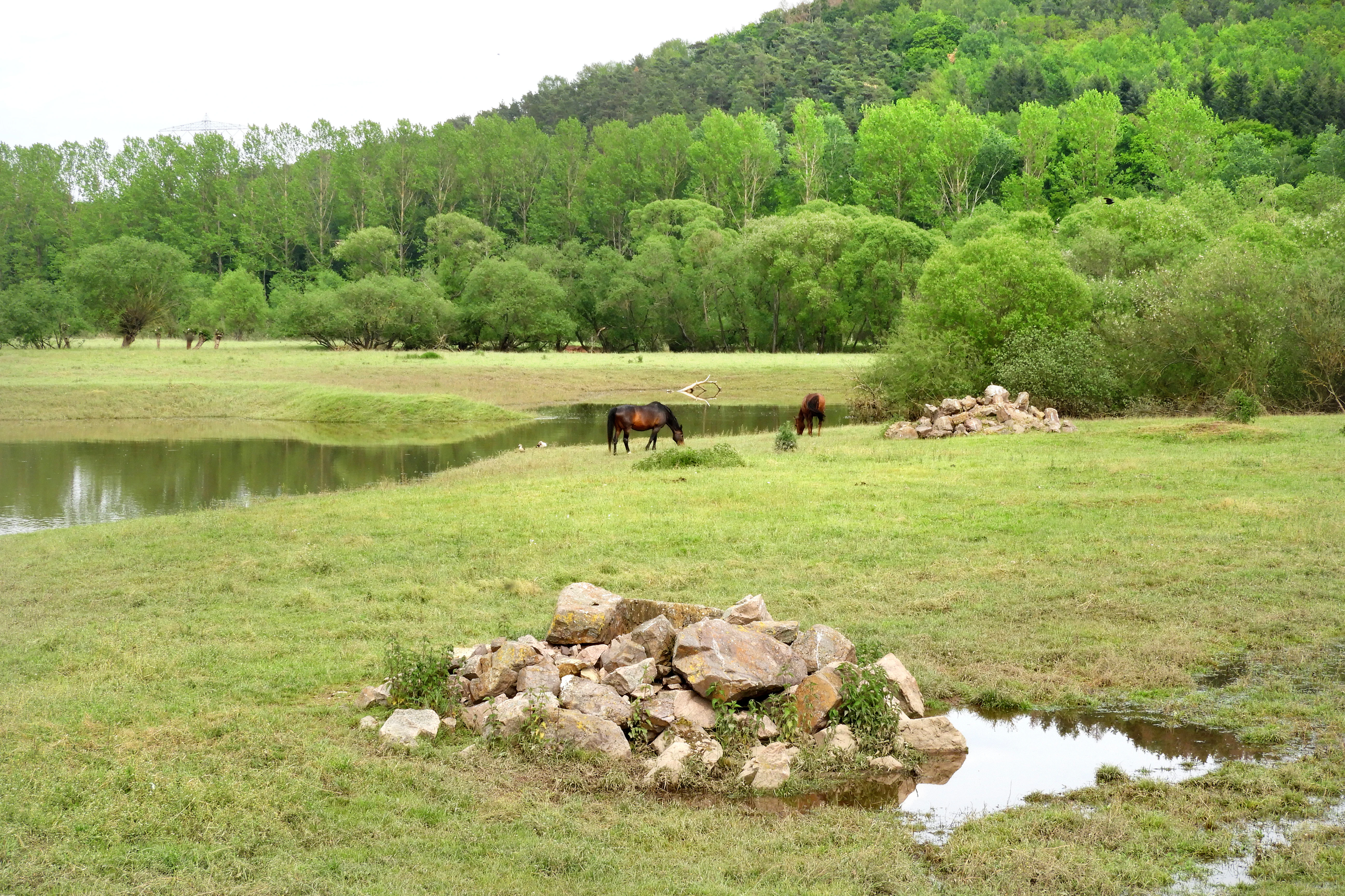 A wide view of a green meadow with a river oxbow pond, two horses grazing, and a pile of stones in the foreground.