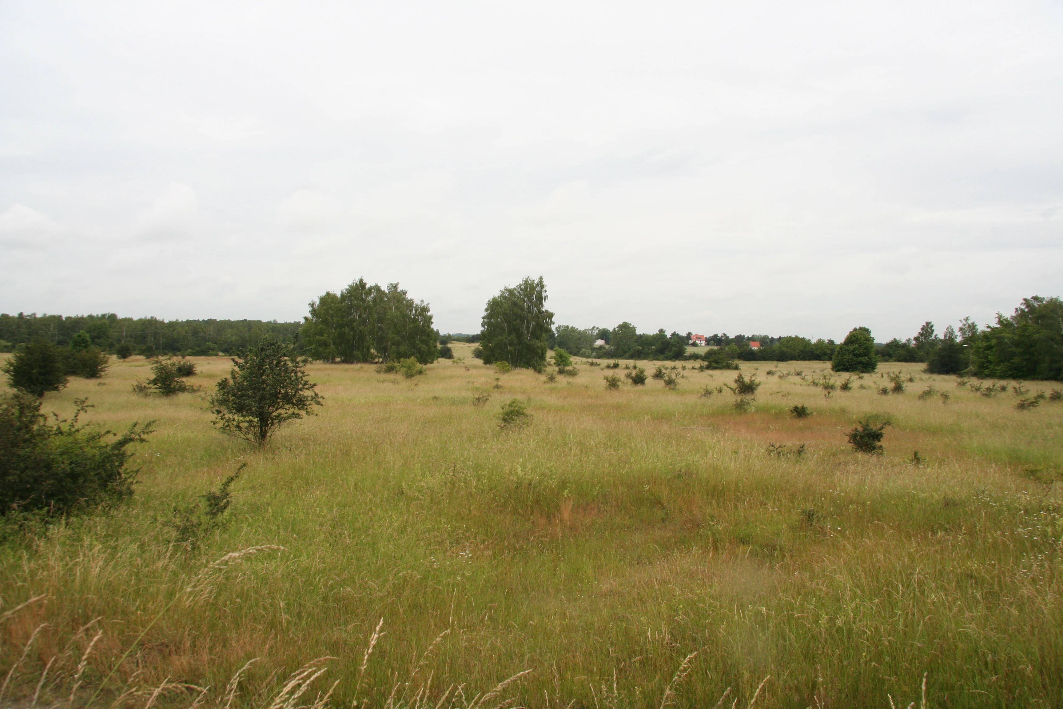 An expanse of dry, yellowish-green grassland dotted with small bushes and scattered trees under a cloudy sky.