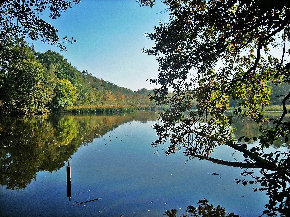 A calm, reflective pond surrounded by lush forest and a gentle hill in the background, framed by overhanging tree branches in the foreground.