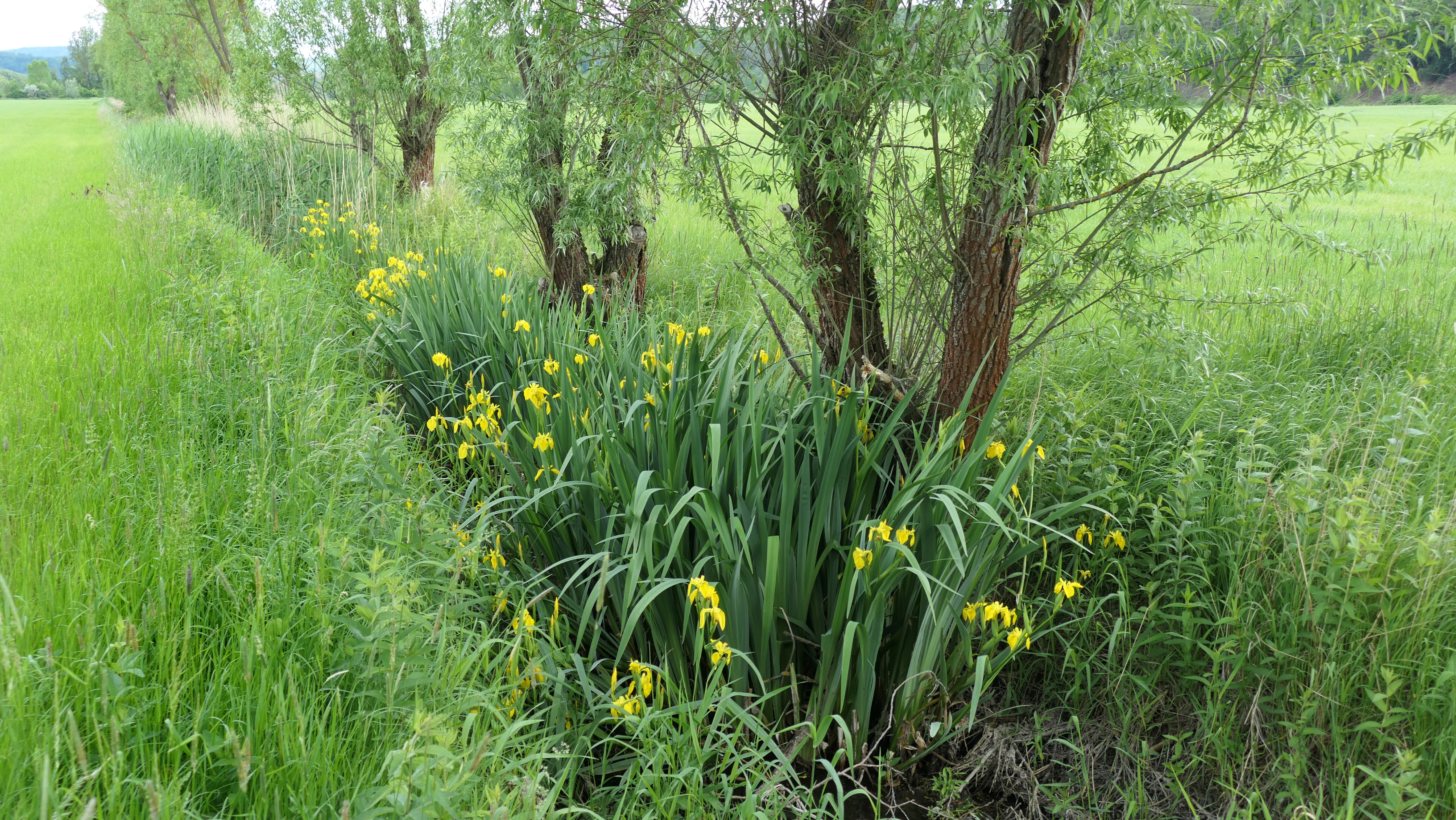 A line of yellow iris flowers growing along the base of several small trees in a green, grassy floodplain meadow.