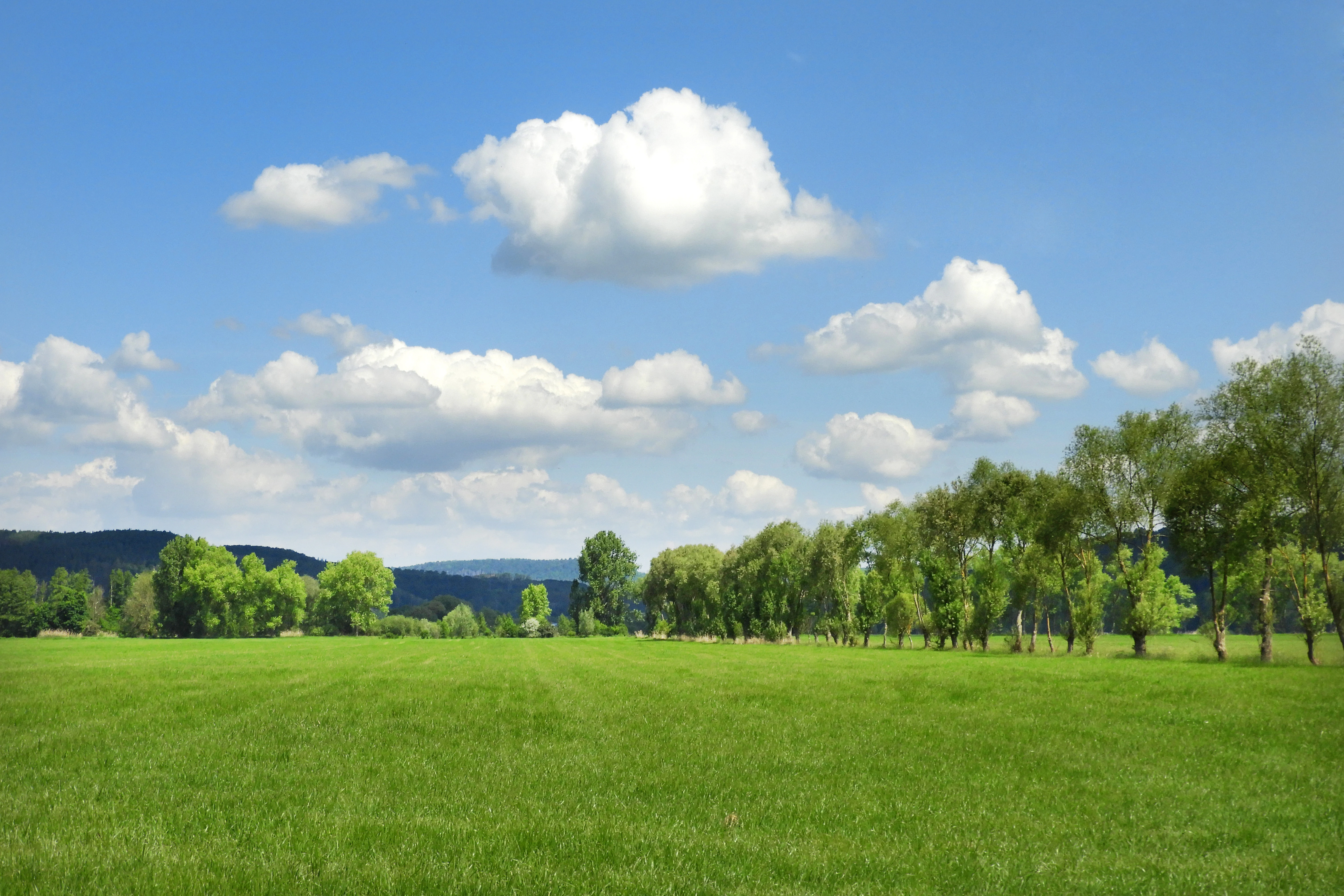 A wide, green, open meadow under a bright blue sky with scattered white clouds, bordered by a line of green deciduous trees.