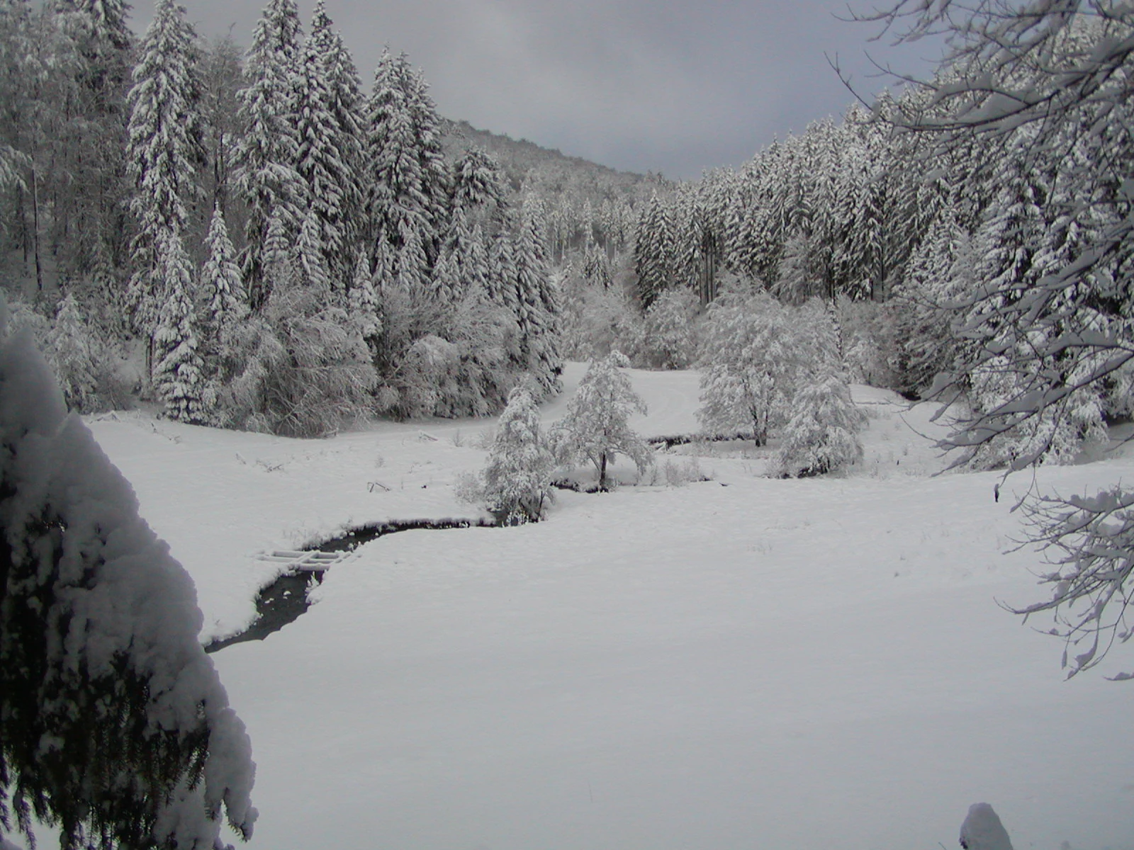 A snowy, winter landscape featuring a small, winding stream cutting through a snow covered meadow, surrounded by a dense forest of snow-laden coniferous trees.