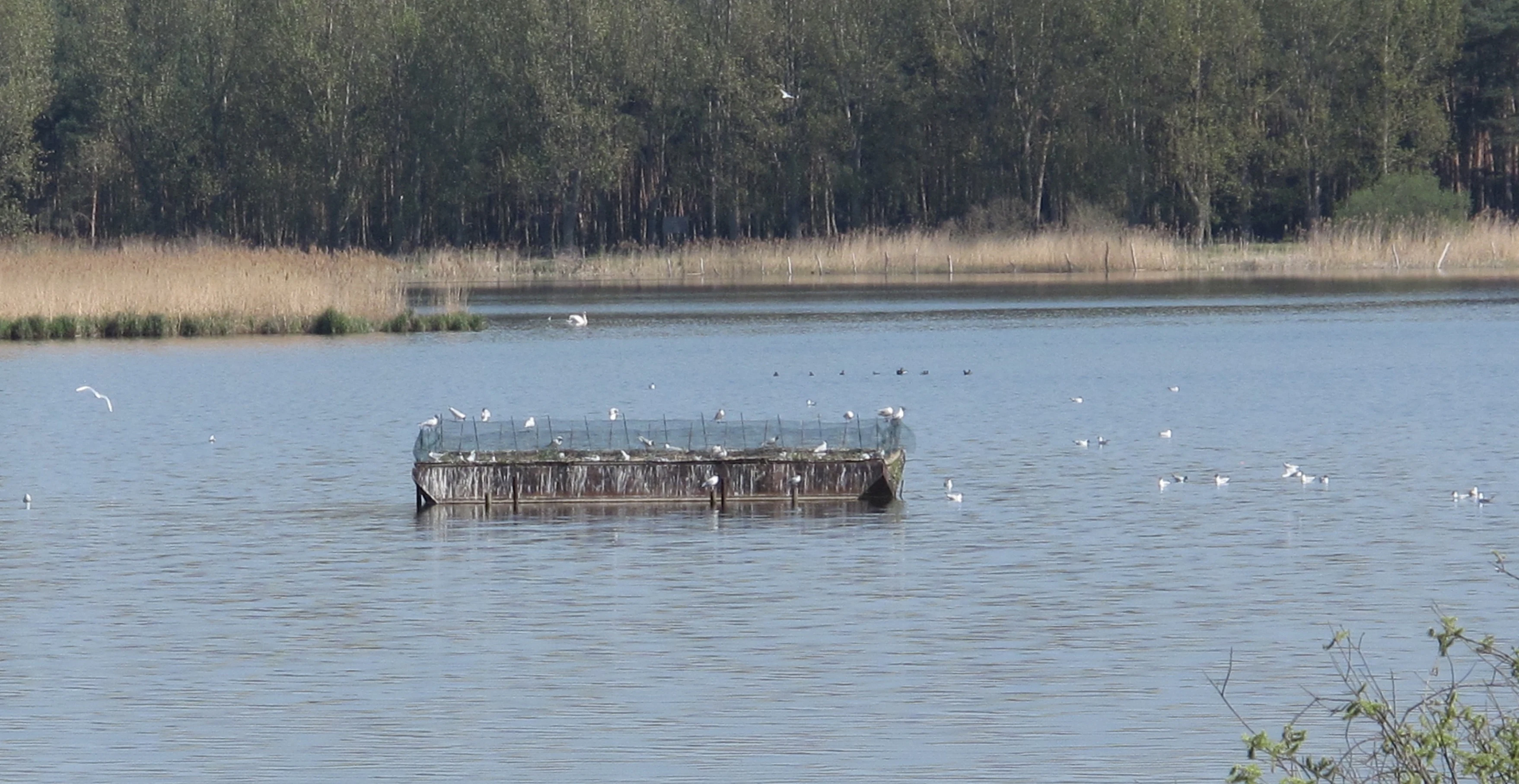 A rectangular artificial nesting platform floats in the middle of a calm lake, surrounded by water birds, with a reed-lined forest in the background.