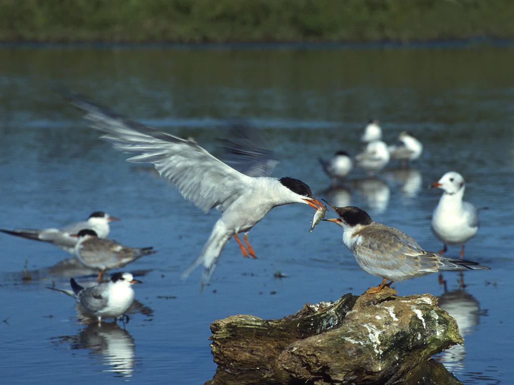 An adult Common Tern in flight delivers a small fish to a juvenile bird perched on a piece of driftwood in the water, with several other birds swimming in the background.