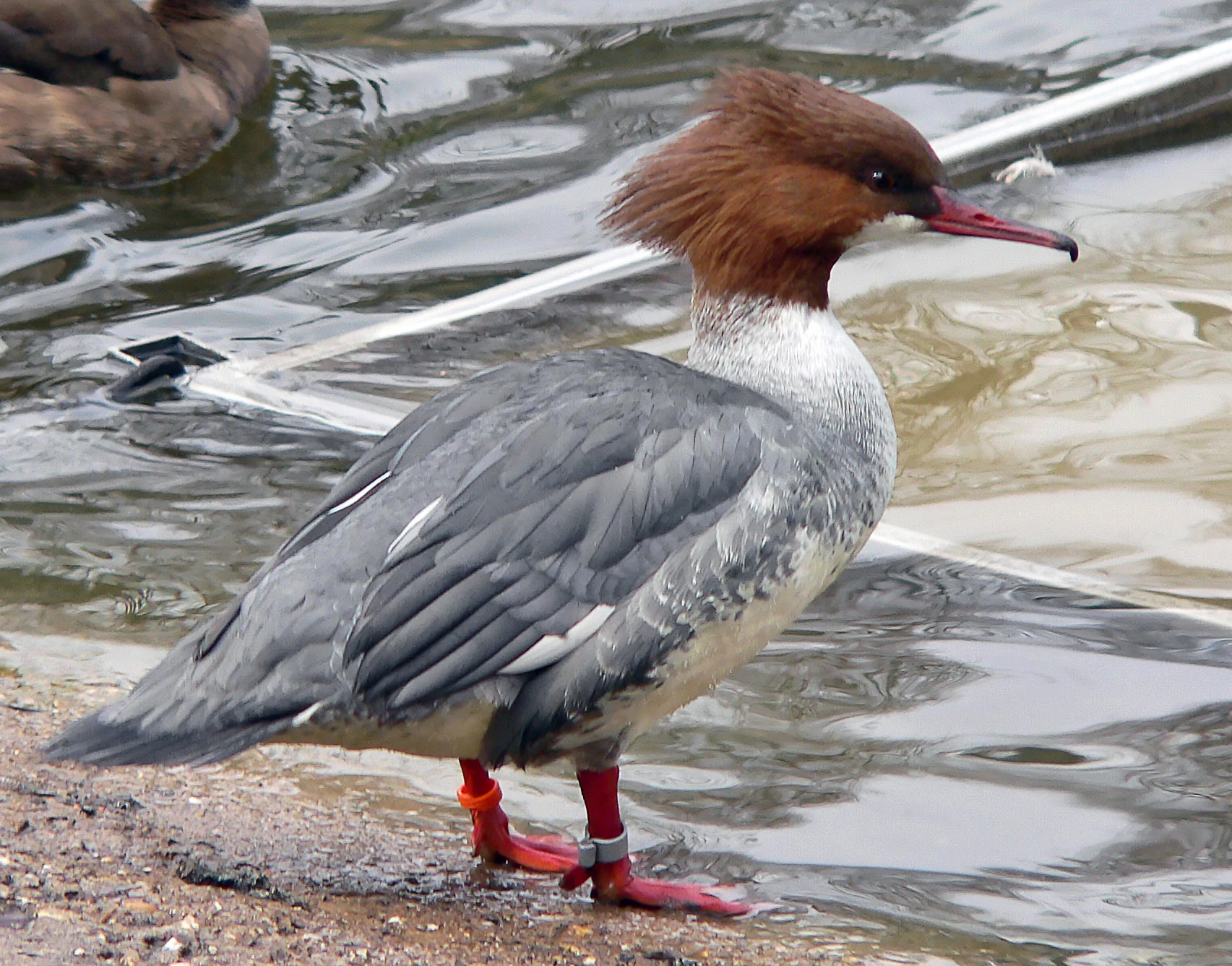 A female common merganser with a shaggy russet crest and gray body stands on a muddy shore at the edge of rippled water; the bird has red leg bands.