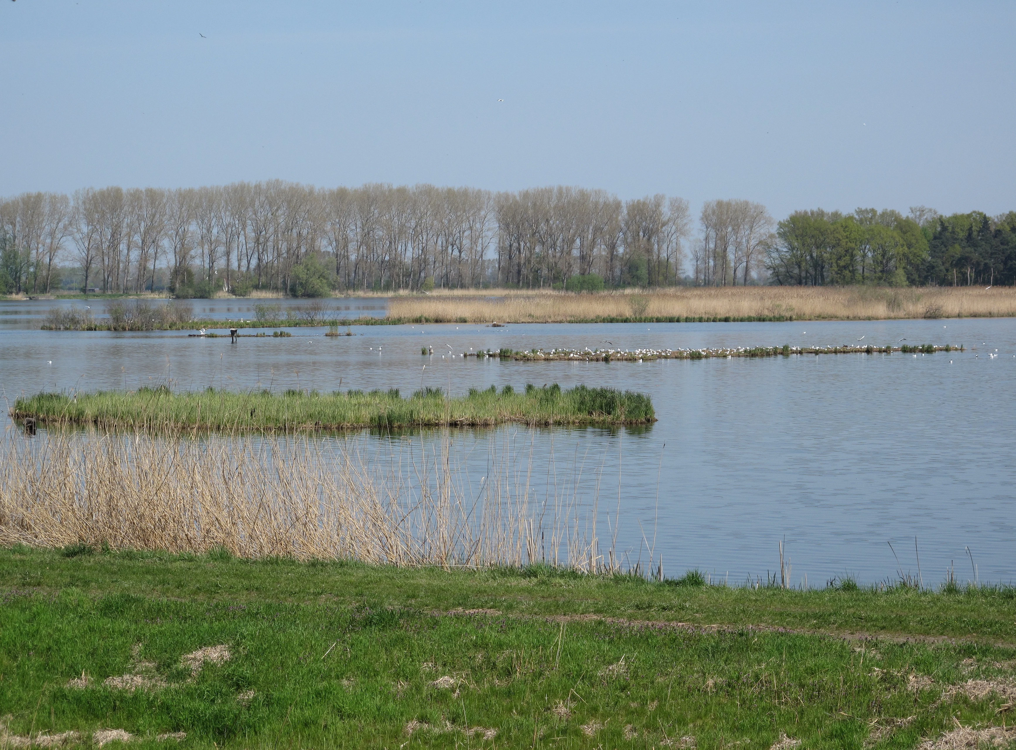 A tranquil view of a wide lake with small islands and reeds in the foreground, backed by a distant line of leafless trees under a clear pale blue sky.