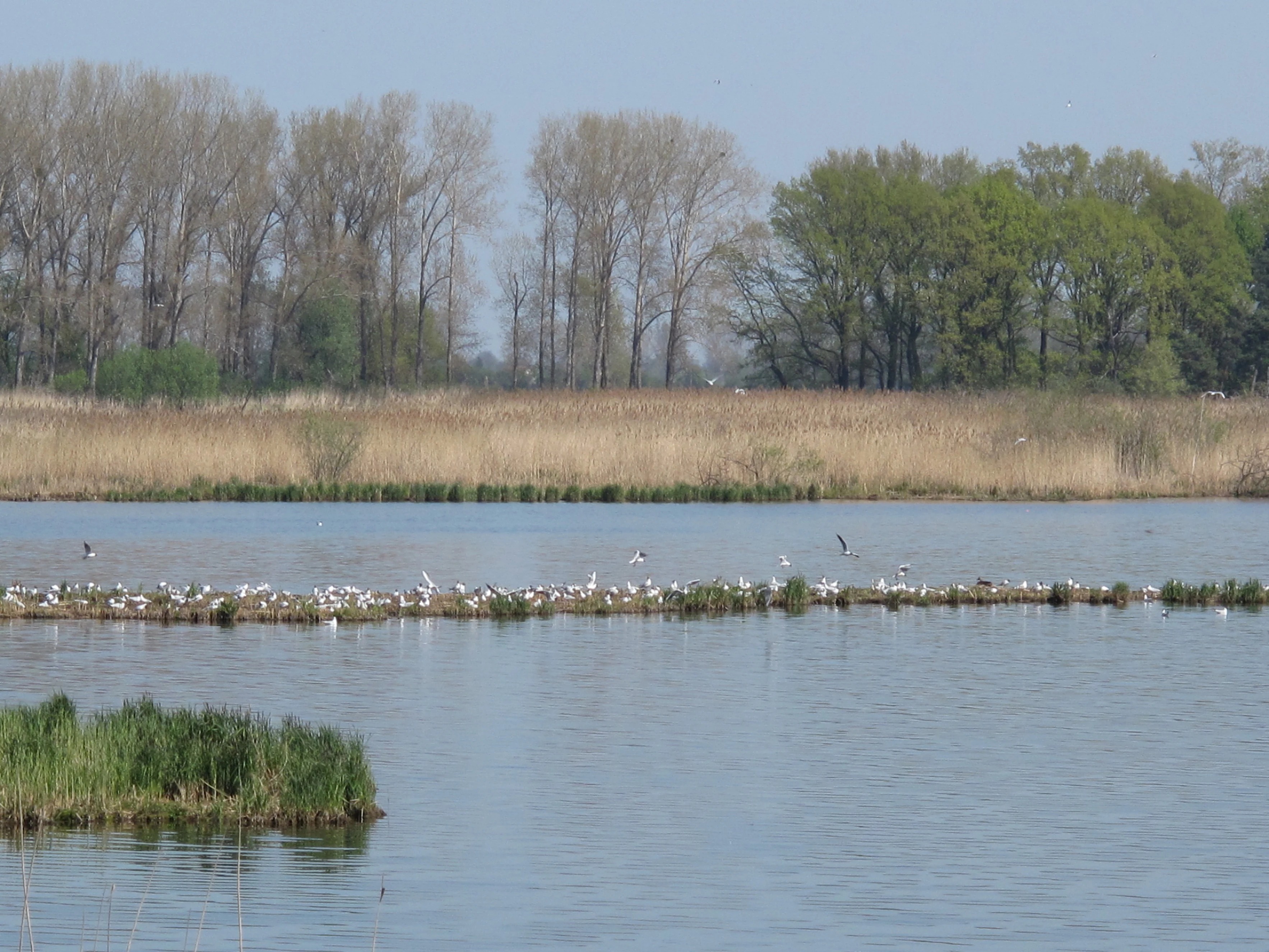 A wide view of a lake with a small, vegetated island in the foreground and a larger, distant island populated by numerous white birds, likely gulls or terns, with a background of trees under a clear sky.