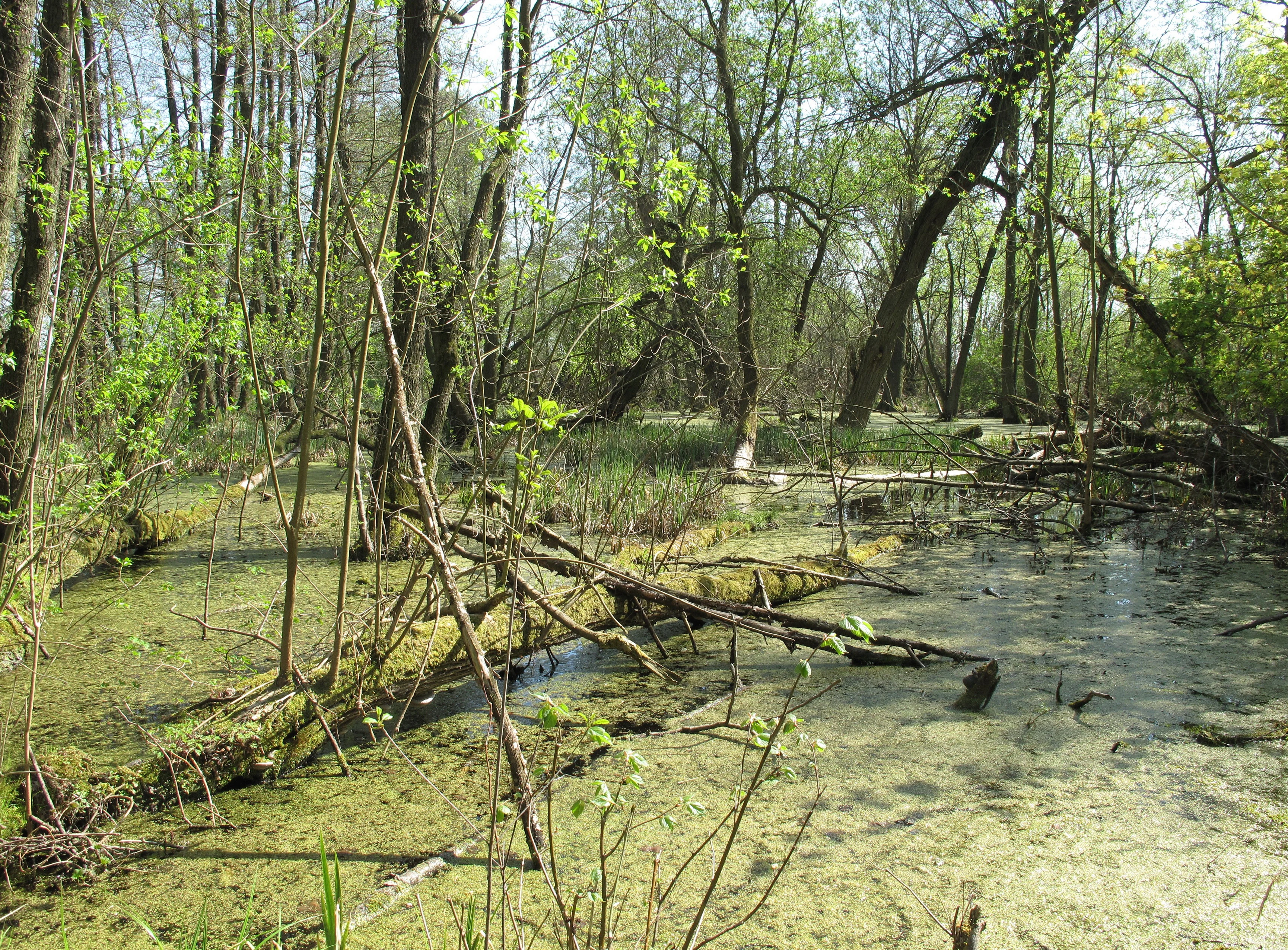 A swampy woodland scene featuring shallow, green water covered with algae and duckweed, surrounded by trees with fresh spring foliage and fallen logs.