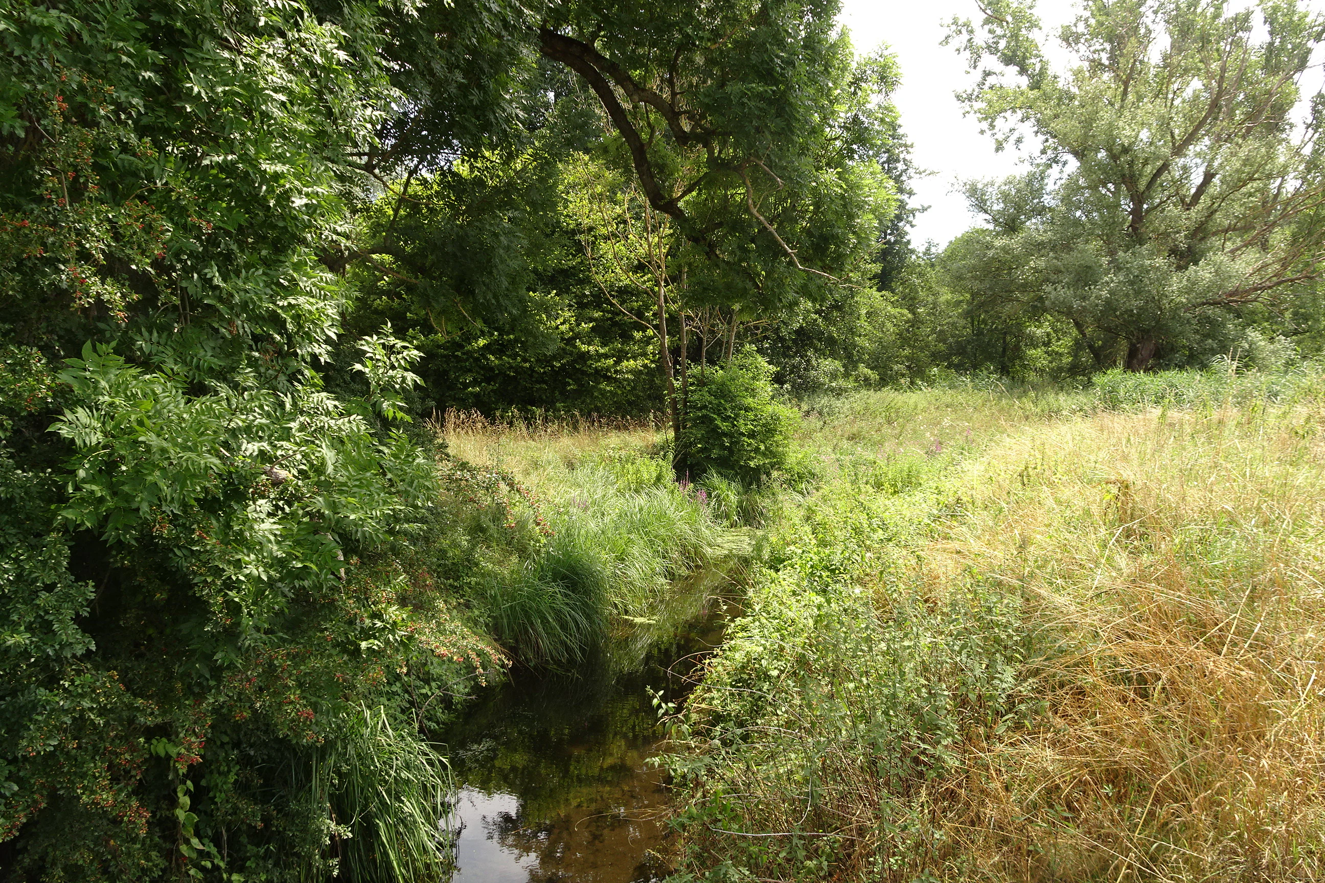 A small narrow stream runs through a lush green wetland area with dense trees and tall grasses on either side.