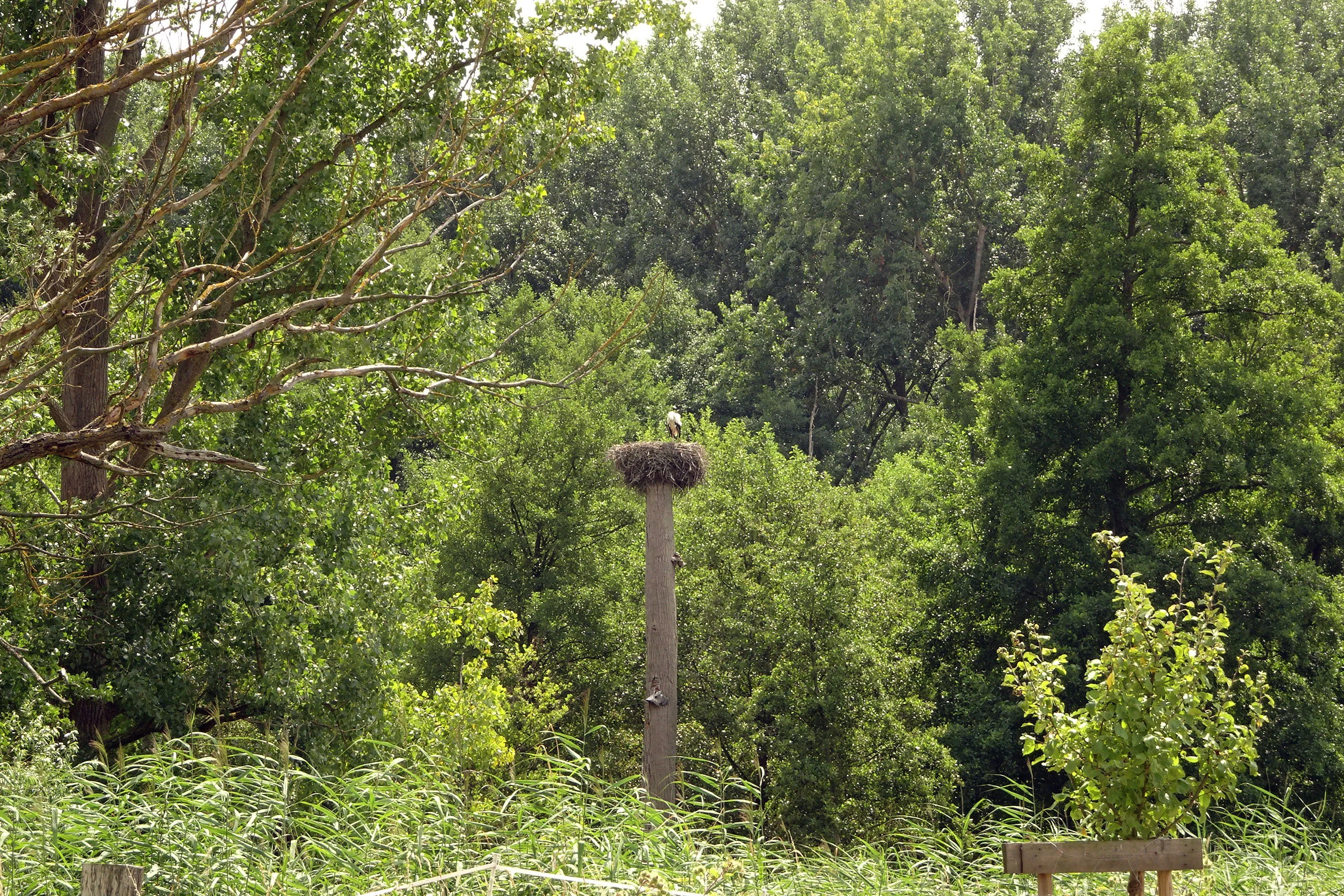 A white stork nest sits on a tall wooden pole in a green, wooded area. Tall green trees surround the pole and dense foliage fills the background.