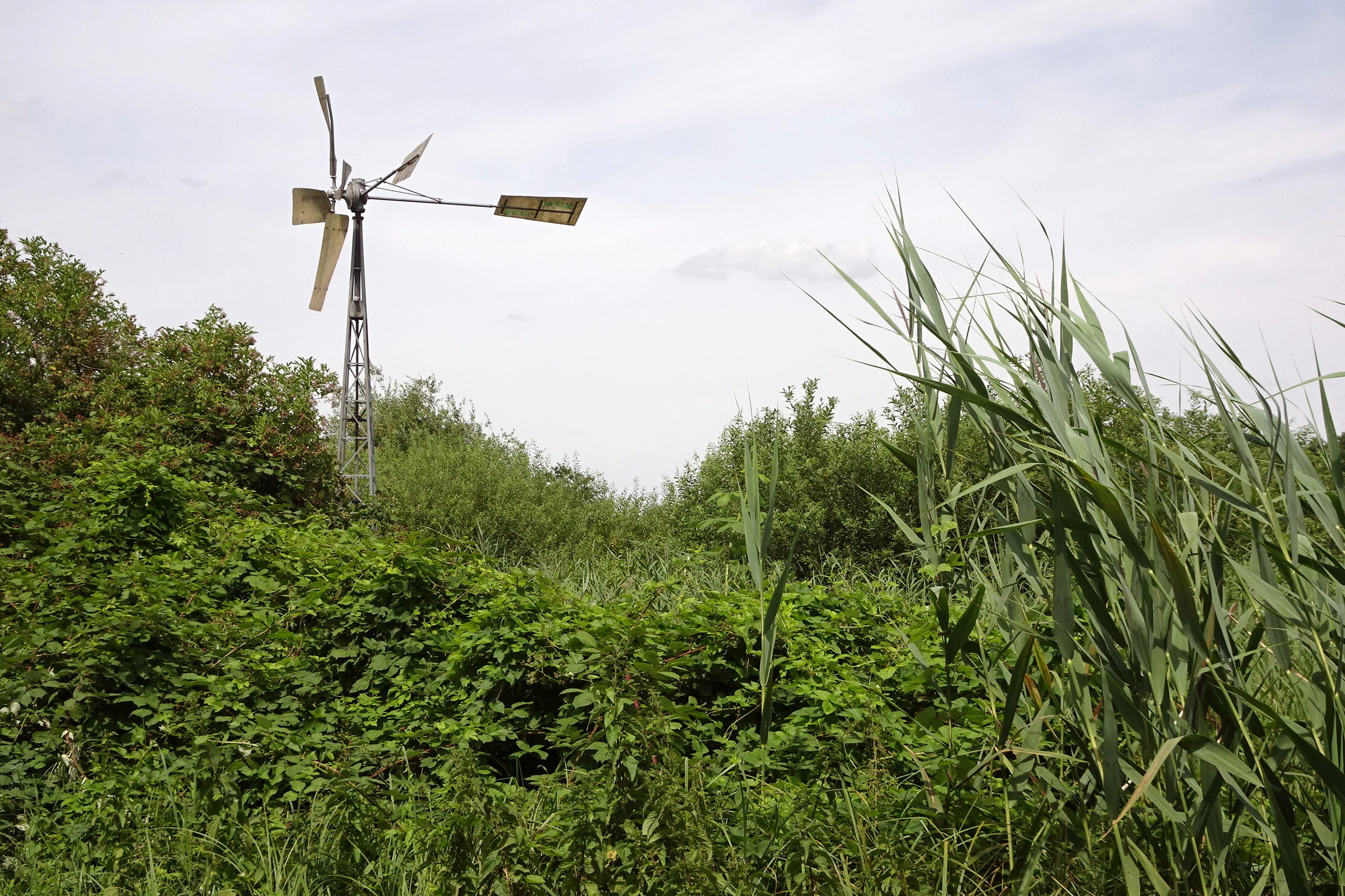 A vintage metal wind pump stands amidst lush green wetland vegetation including tall reeds and dense shrubs under an overcast sky.