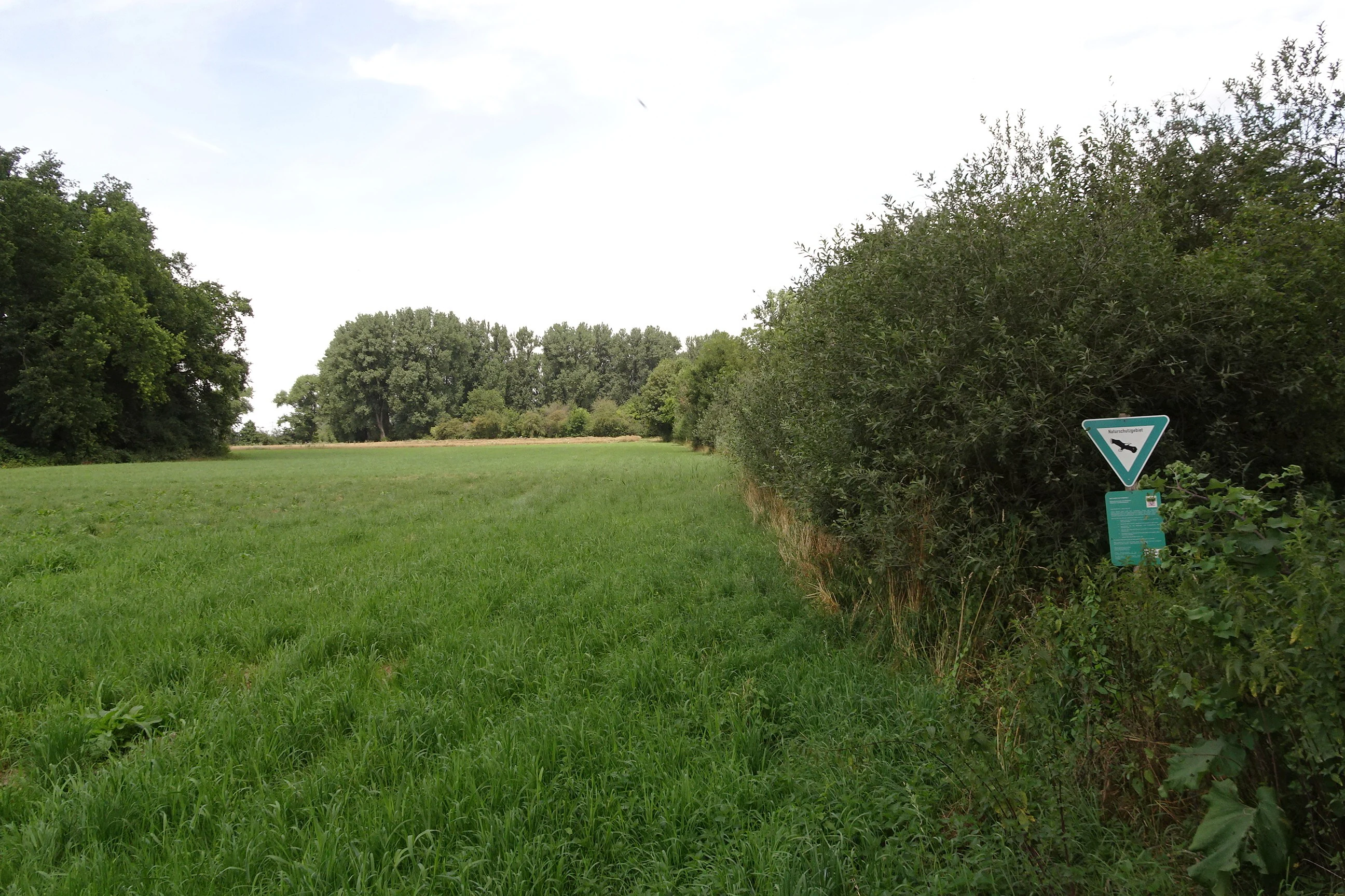 A wide view of a green meadow bordered by dense hedgerows and trees, with a triangular nature reserve sign visible on the right.