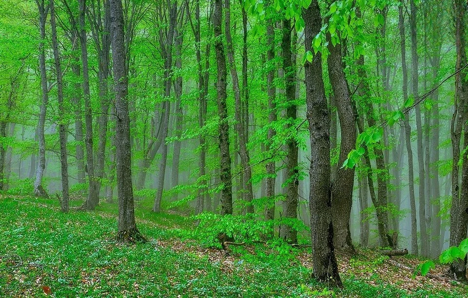 Tall trees with green foliage in a misty forest, ground covered with grass and fallen leaves