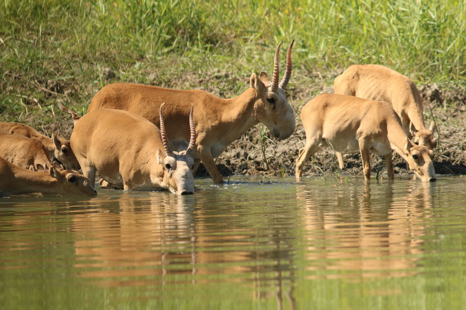 A group of saiga antelopes with curved horns drinking from a water body, with green grassy banks visible in the background