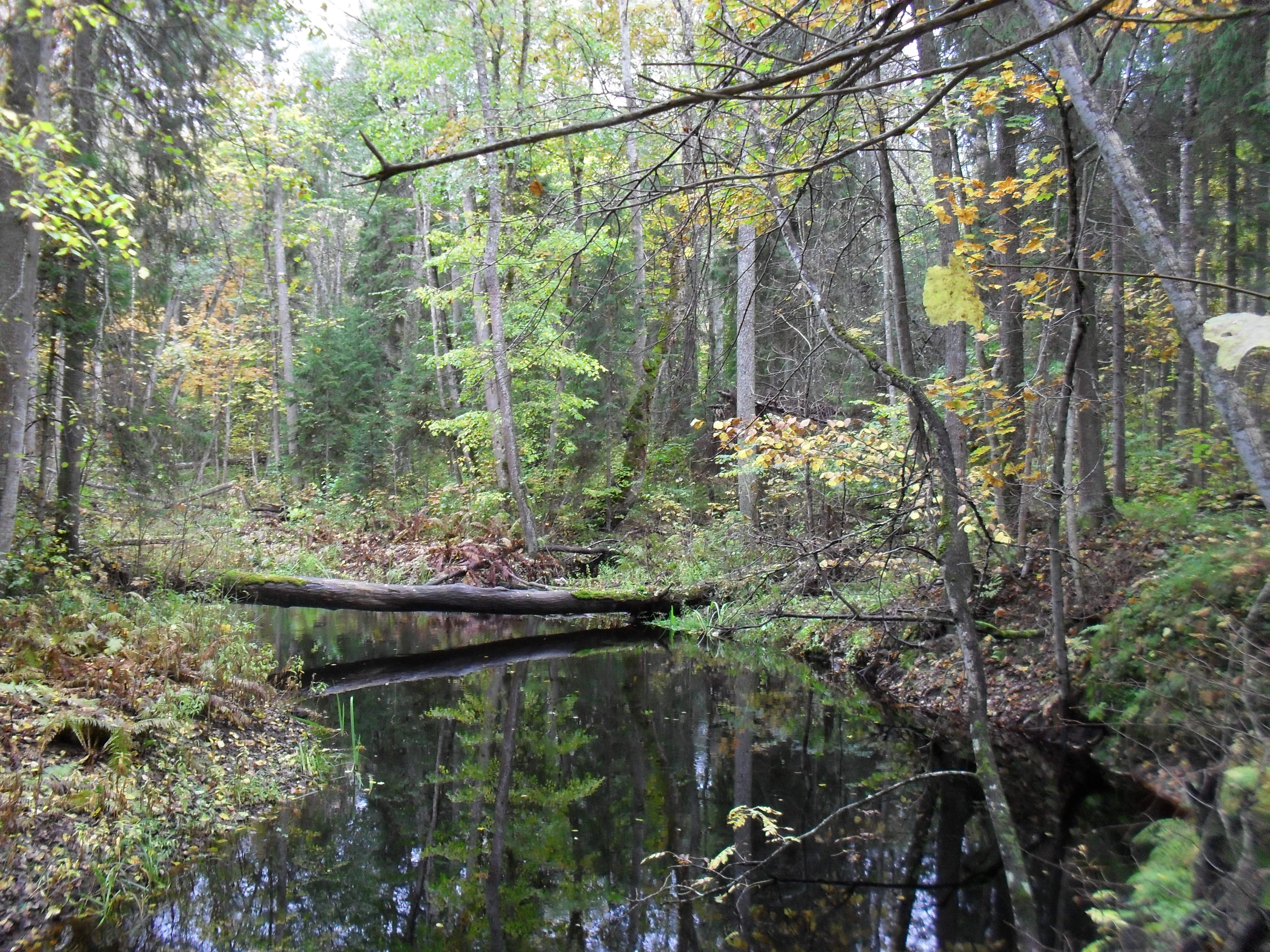Forested landscape with a fallen tree bridge over a small stream, surrounded by trees with autumn foliage